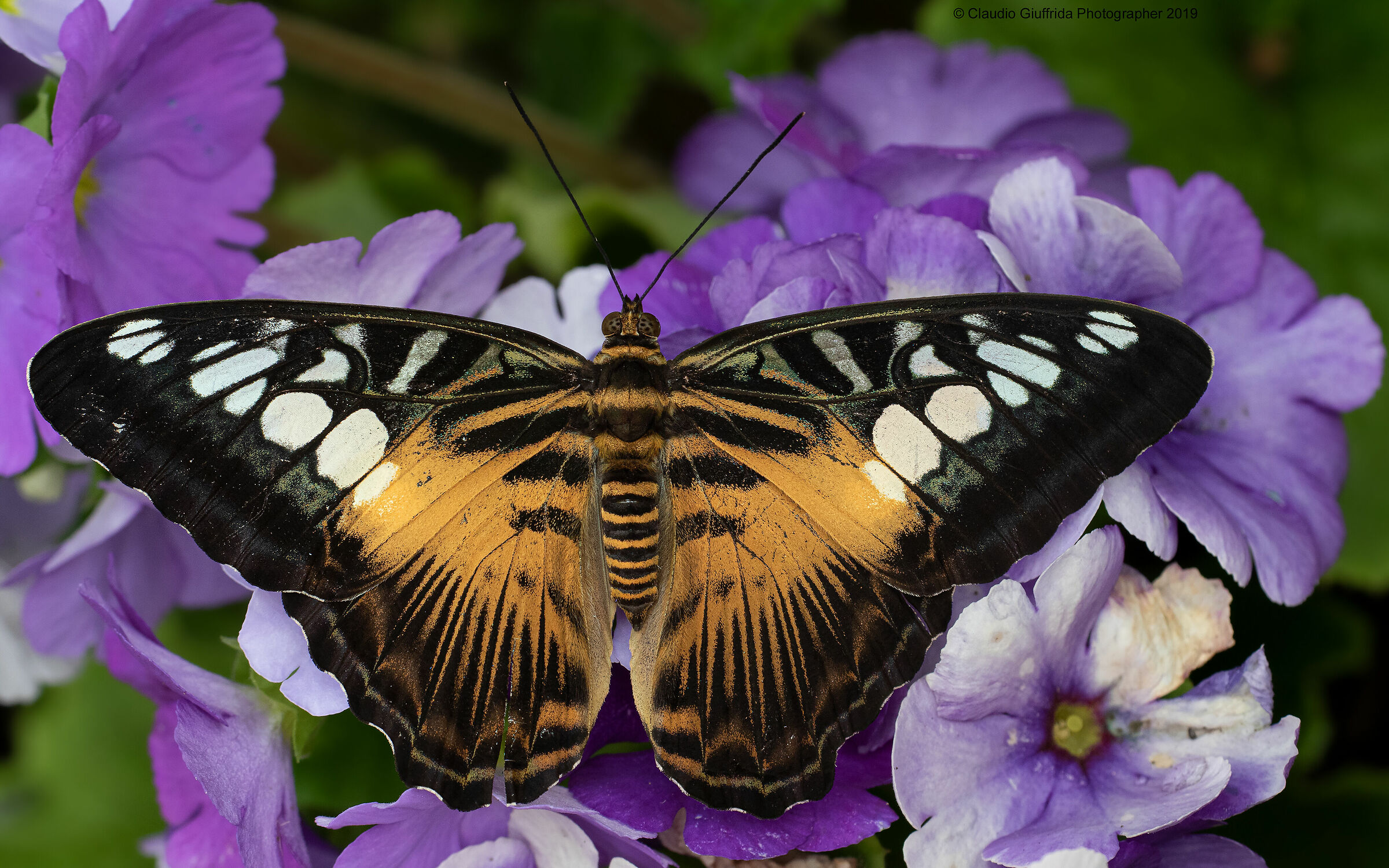 Parthenos sylvia