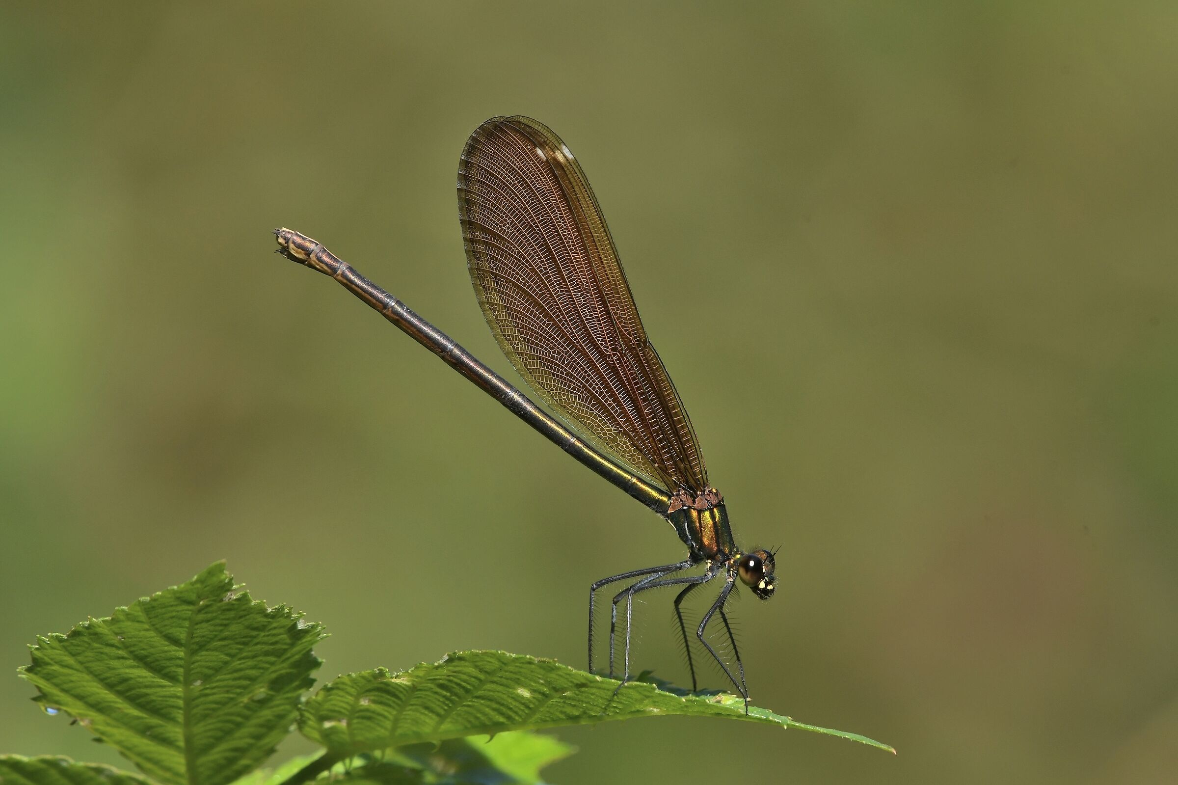 Calopteryx virgo