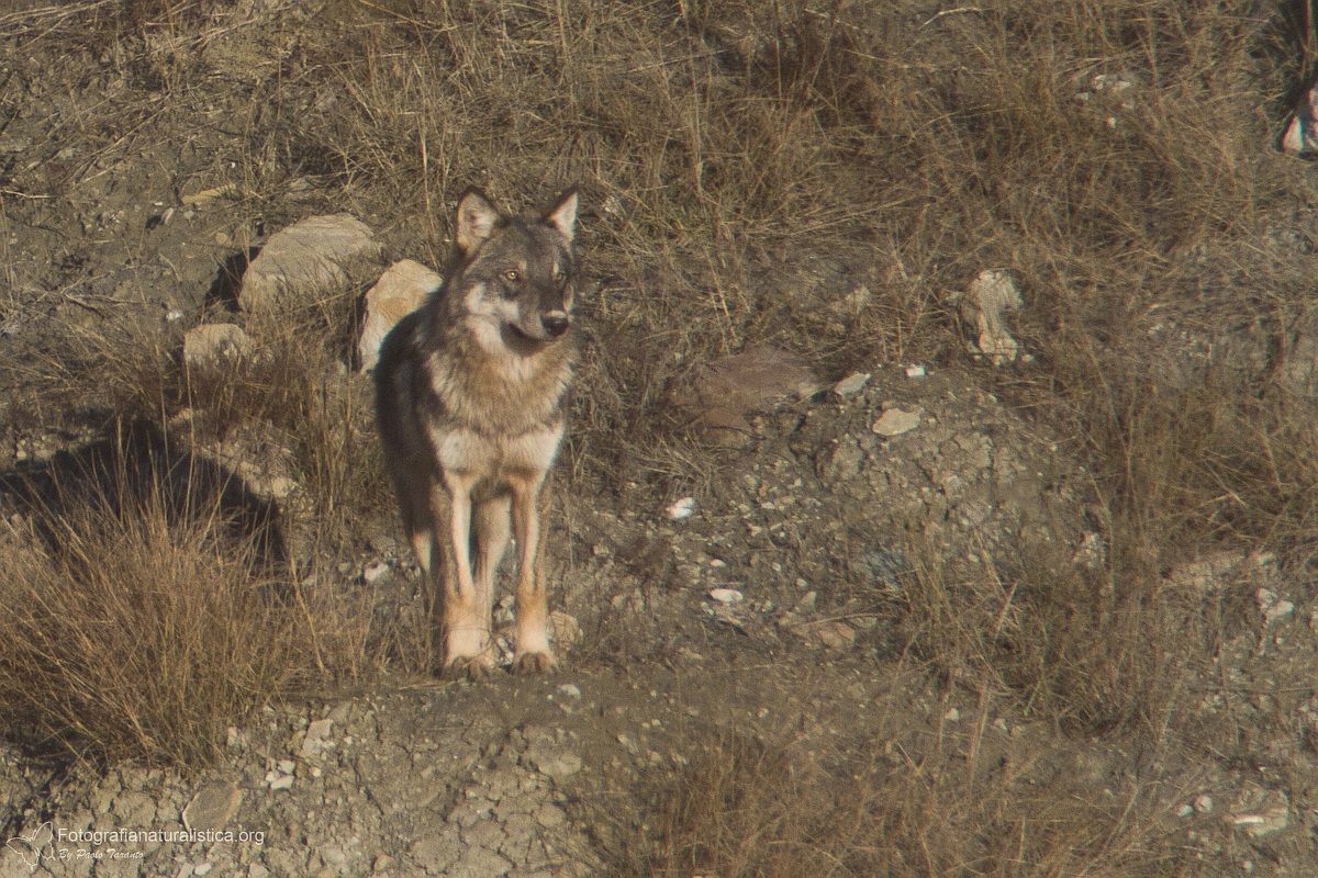Un lupo di buon augurio per il 2013 (Lupo appenninico)