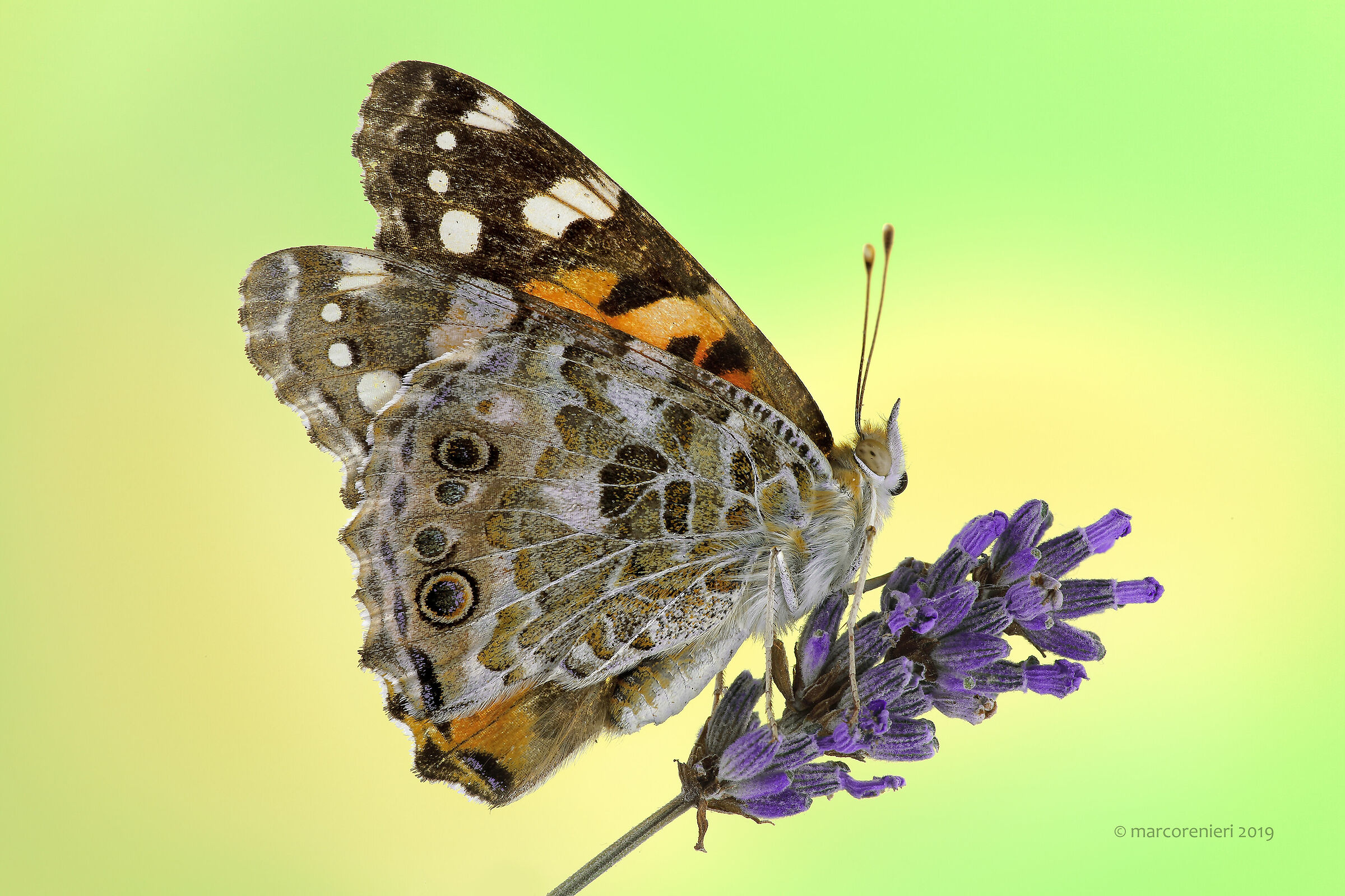 Vanessa Cardui