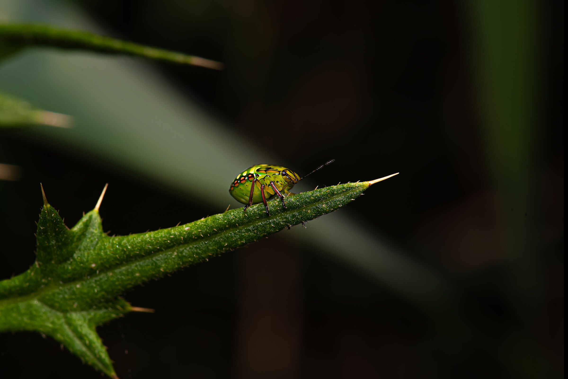 Sognando guerre stellari...