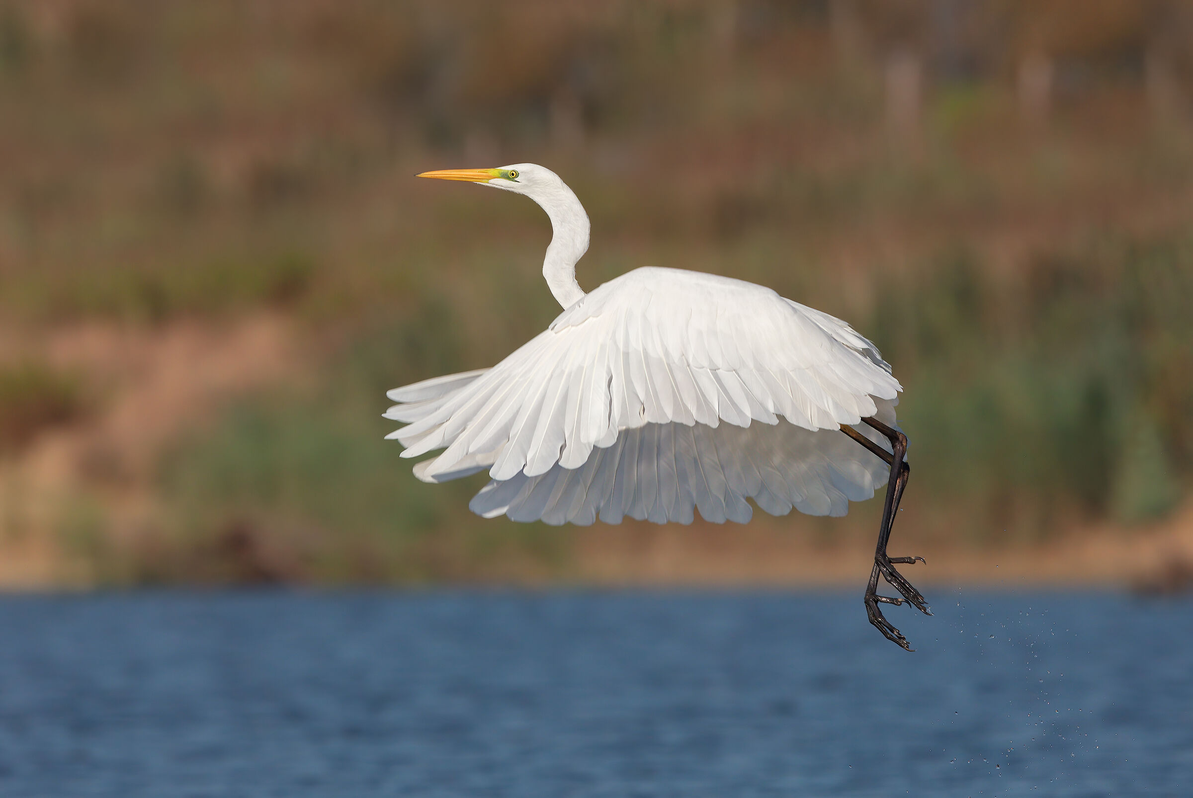 Major white heron