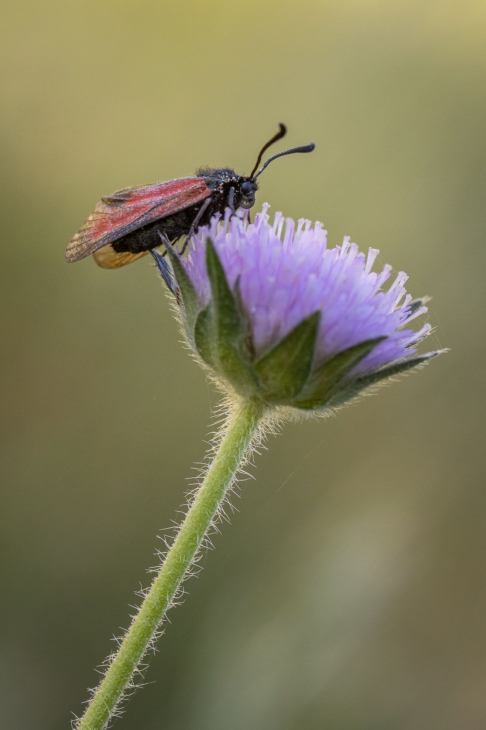 zygaena rubicunda
