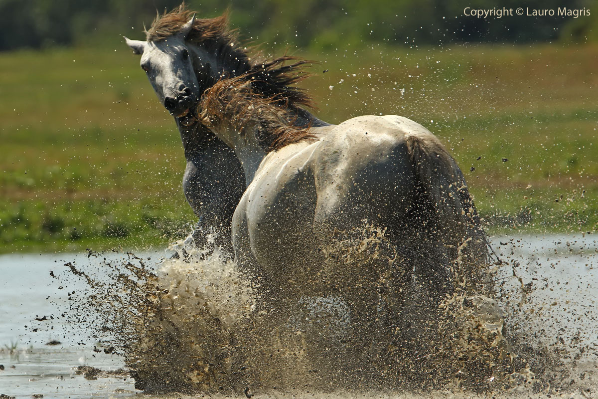 Non mordermi sul collo, grazie