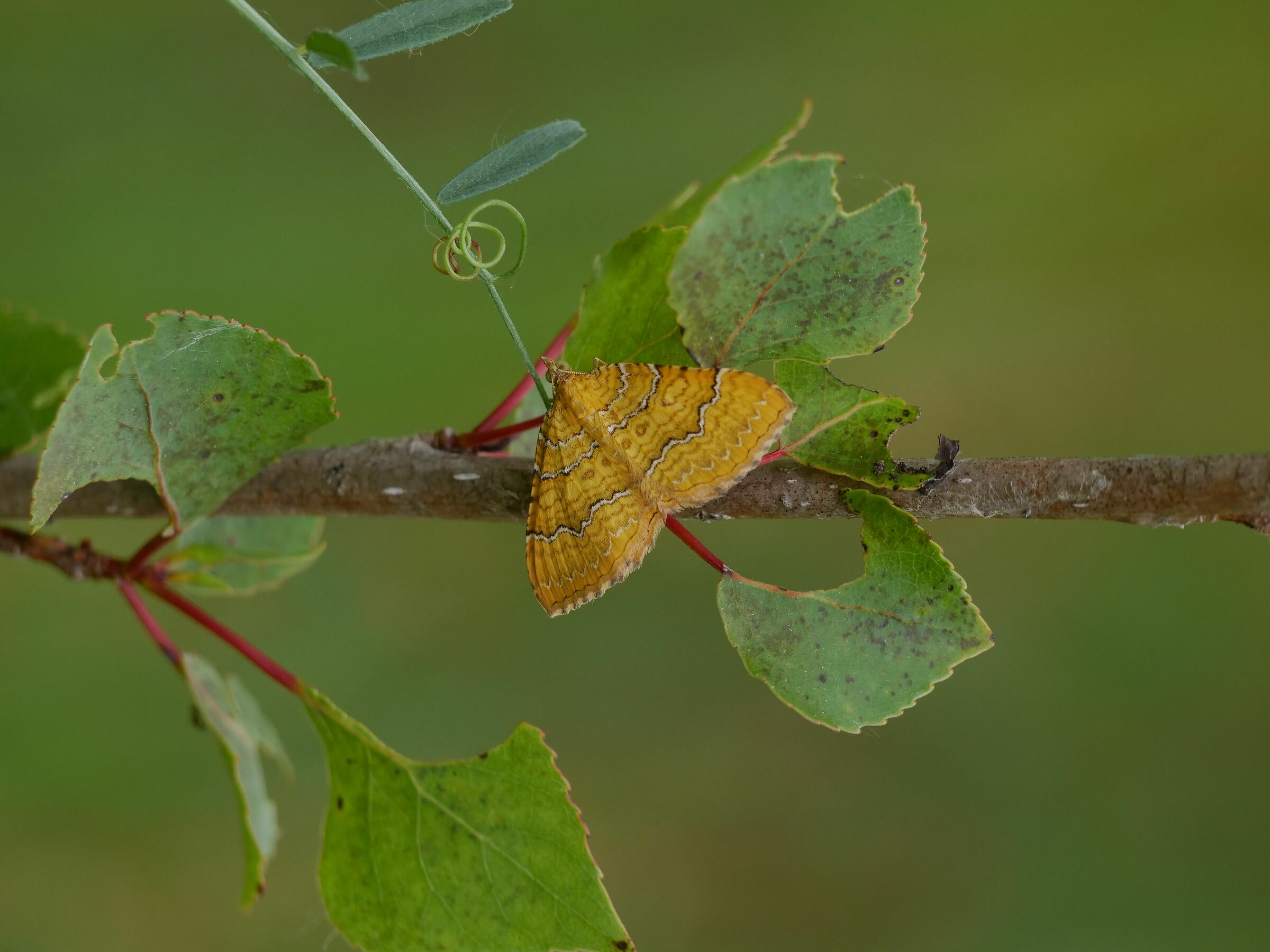 #NoID (seeking help for determination)