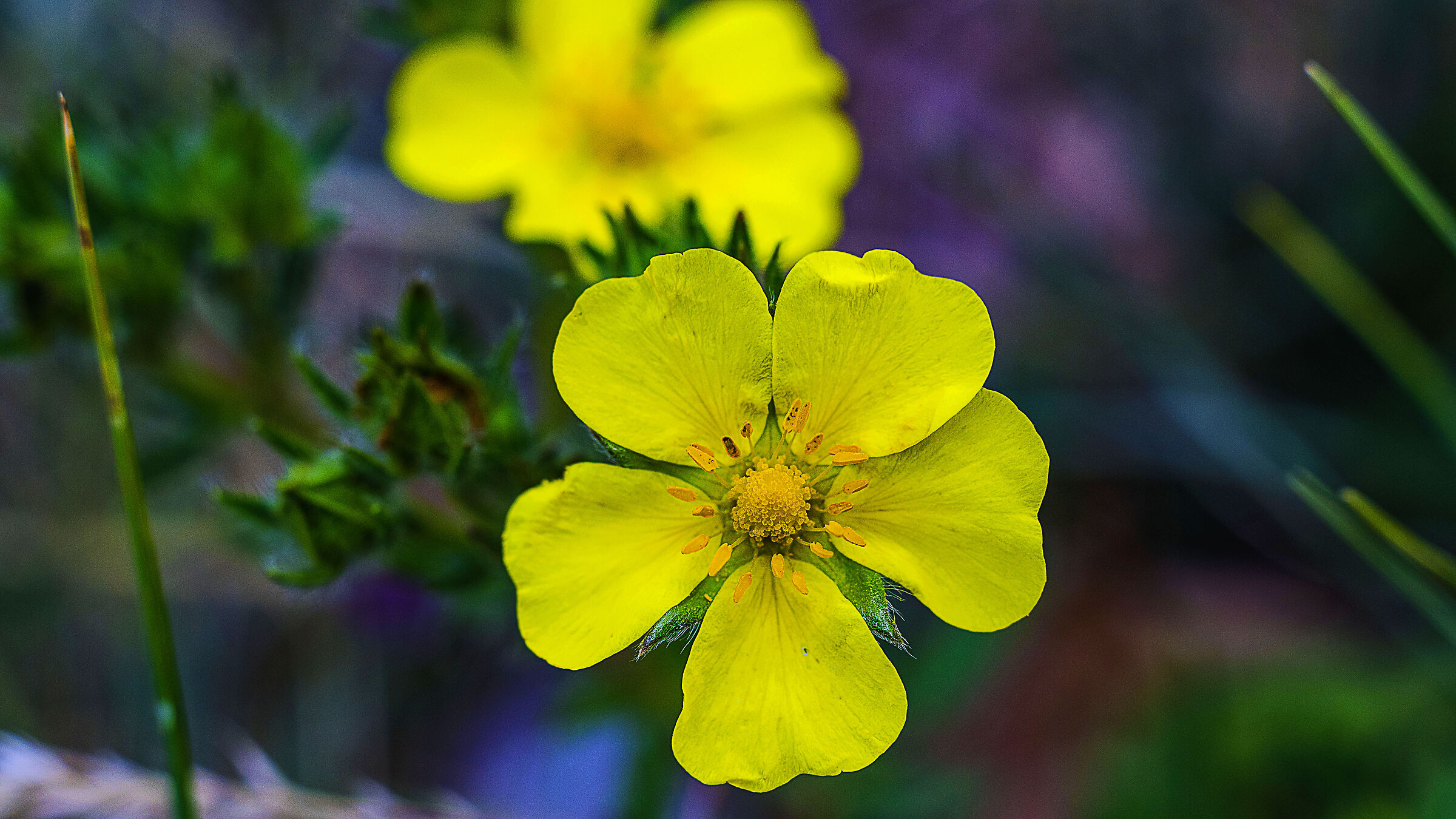 Termuncle's Ranuncle