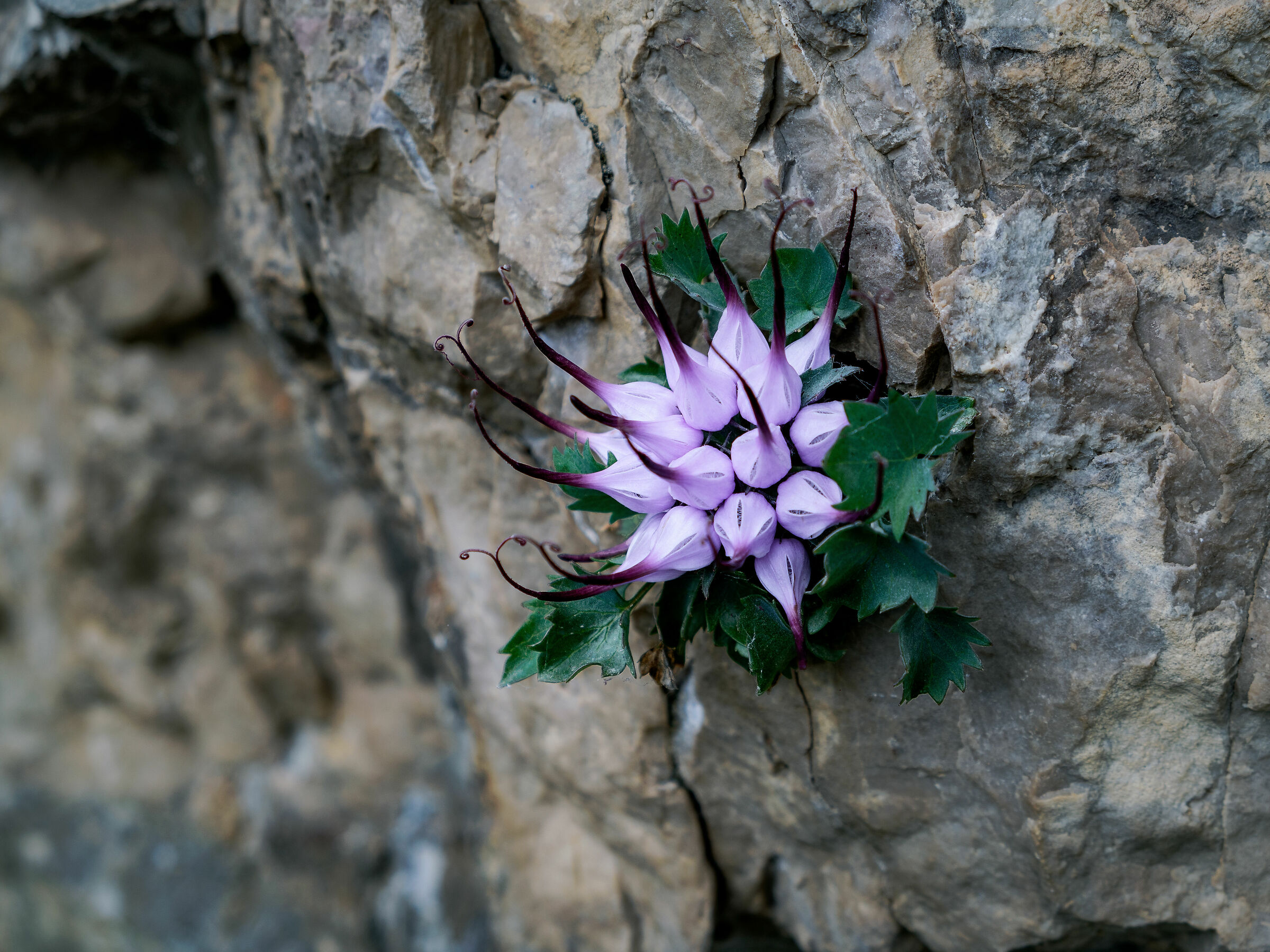 Artiglio del diavolo