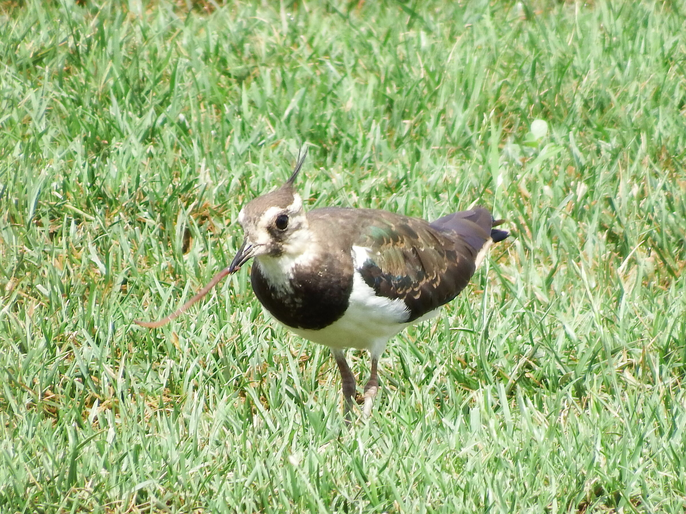 Pavoncella con lombrico