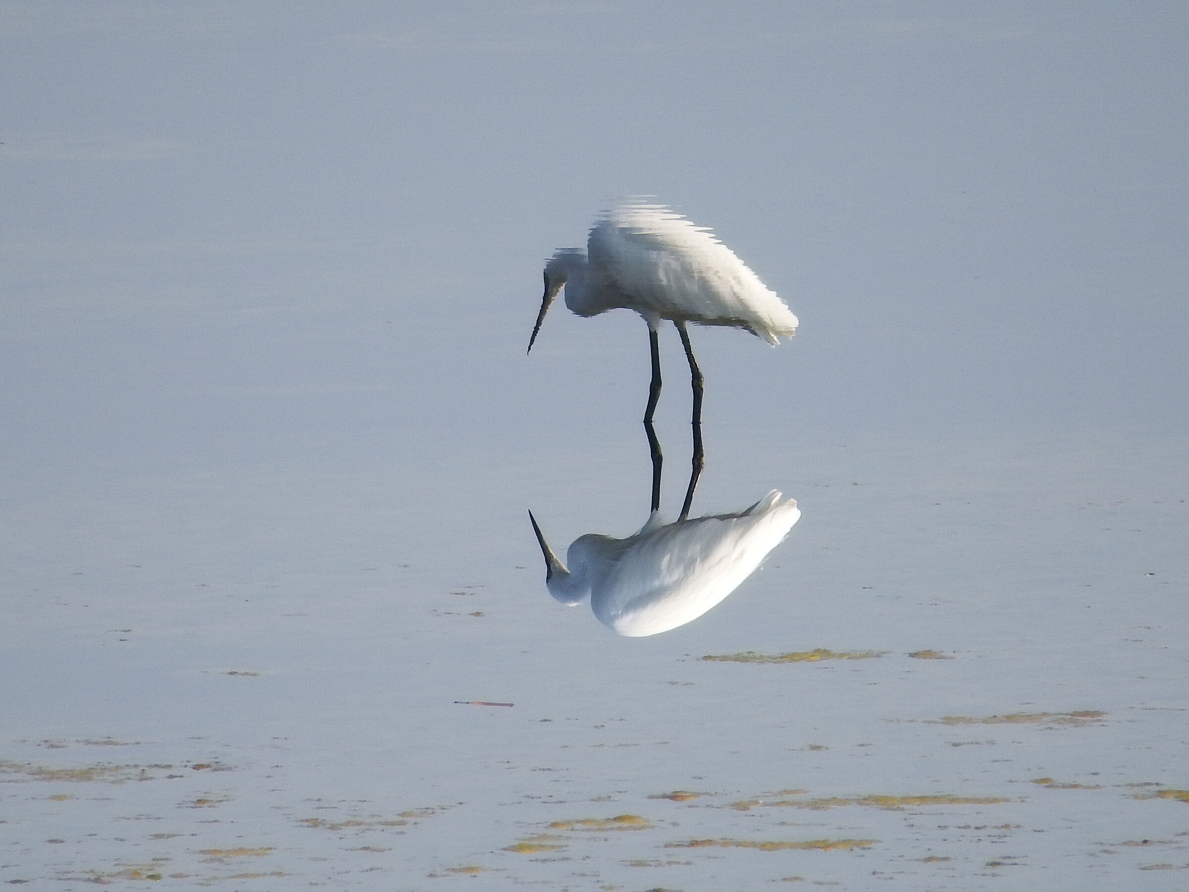 ...oppure era una farfalla che sognava di essere ...?