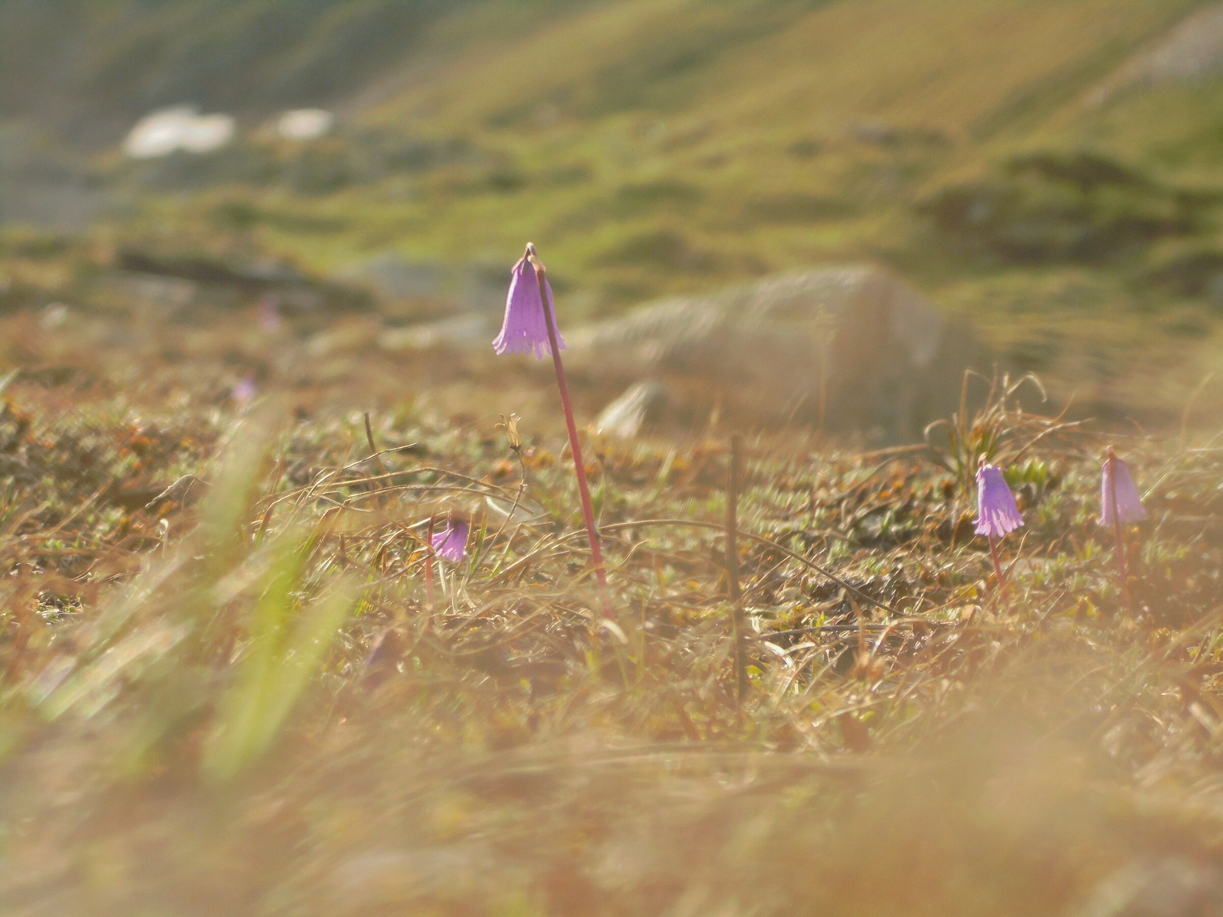 Alpine soldanella