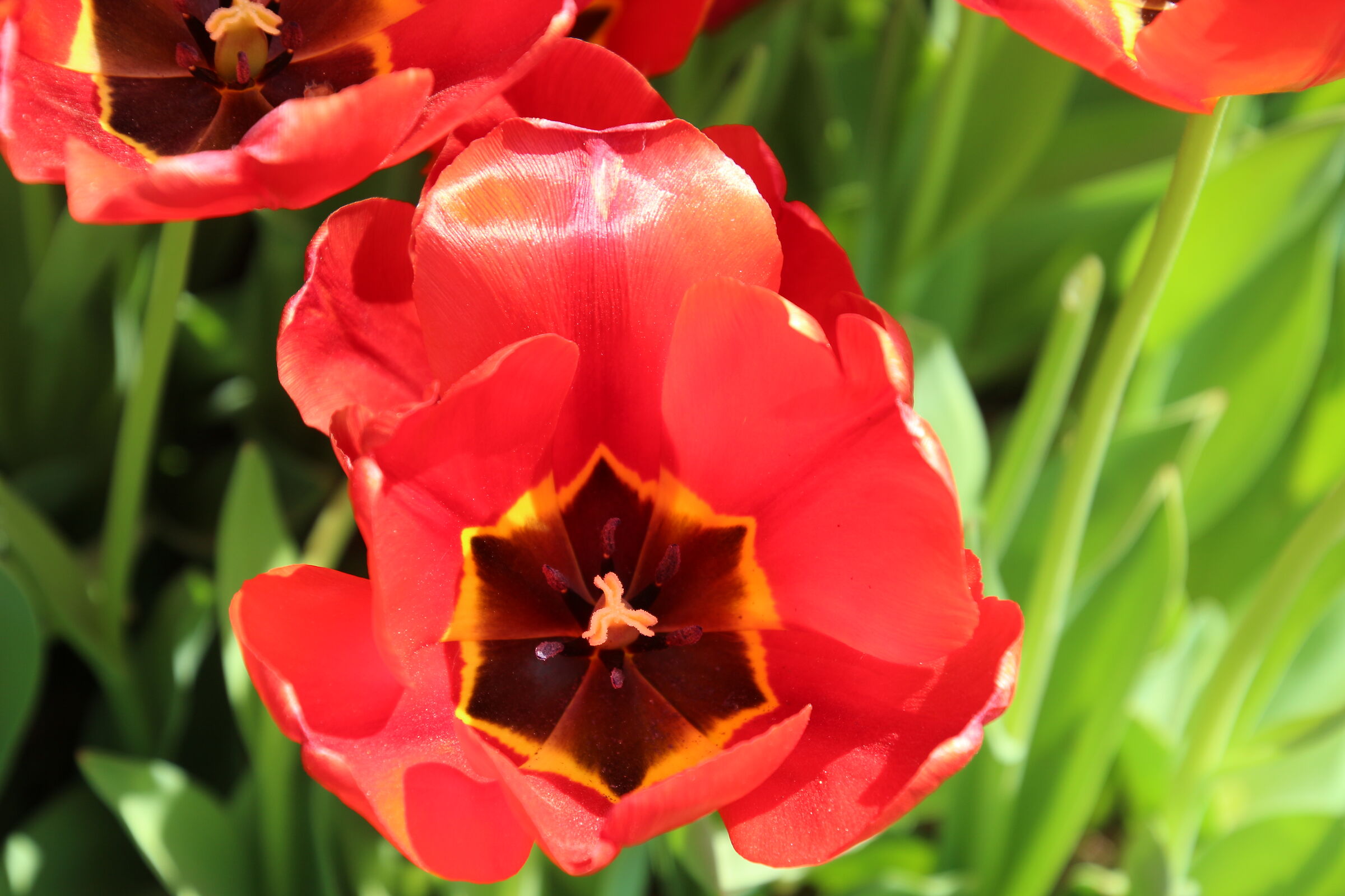 Tulip