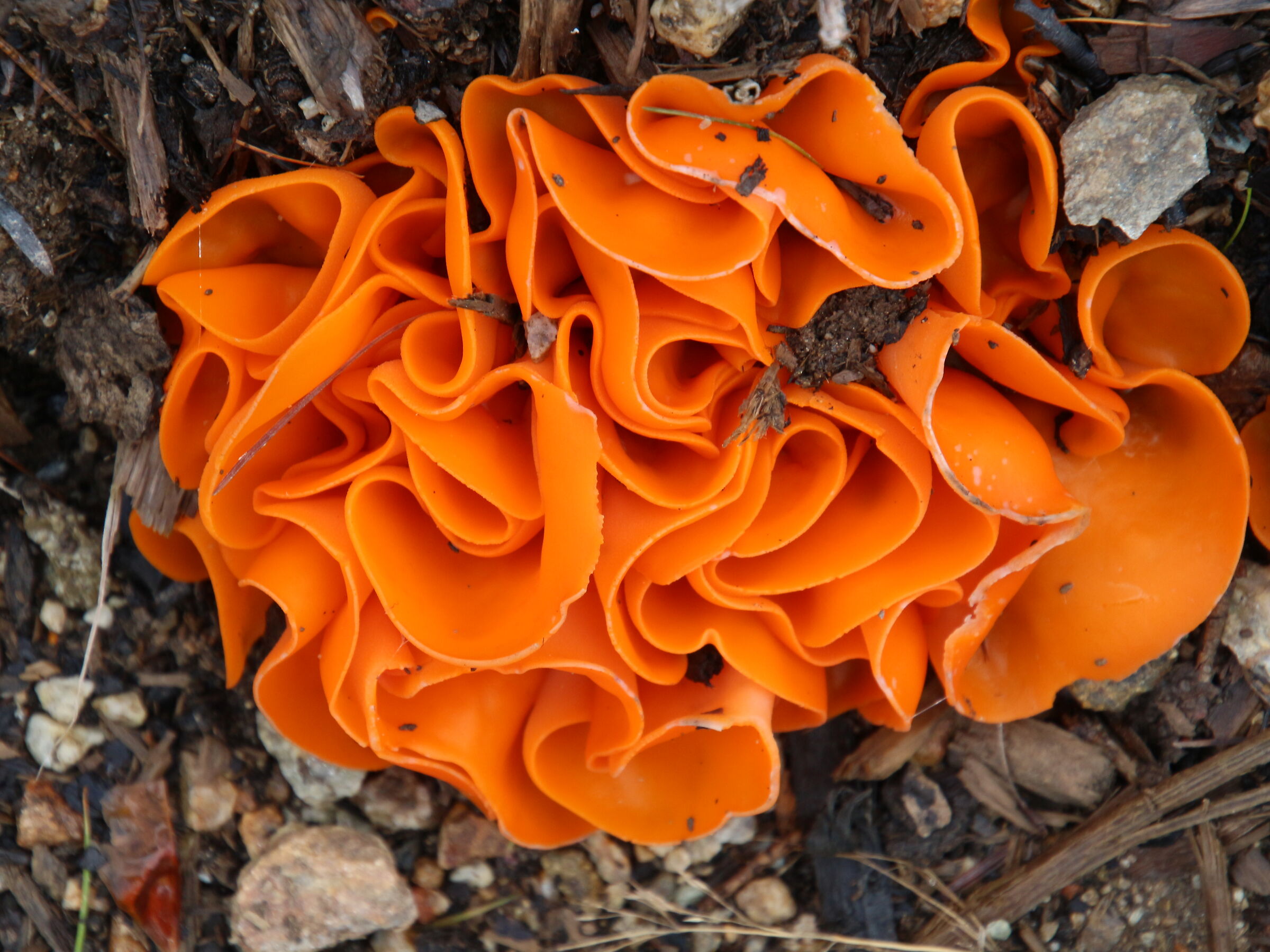 Mushroom: Aleuria aurantia