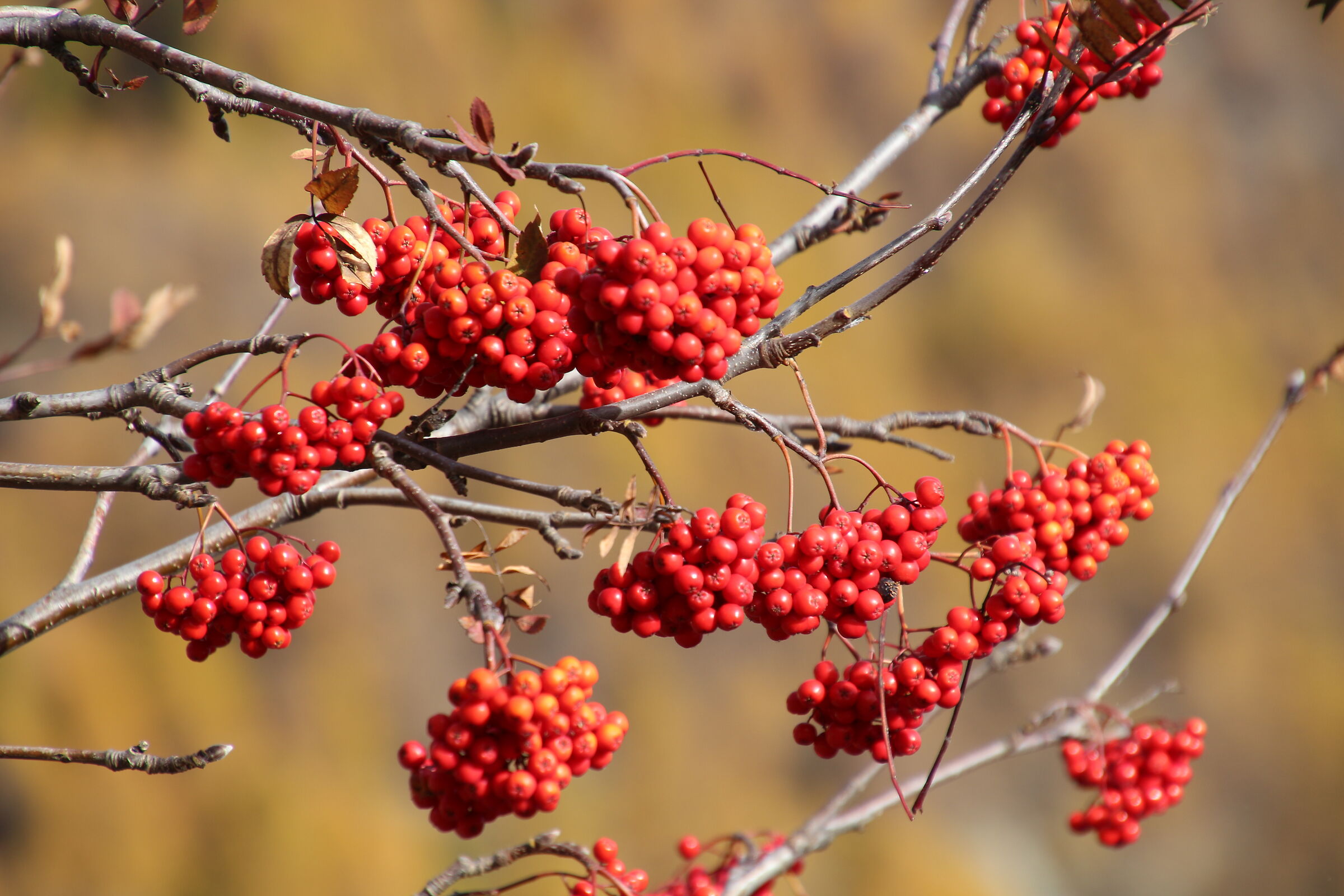 Red berries