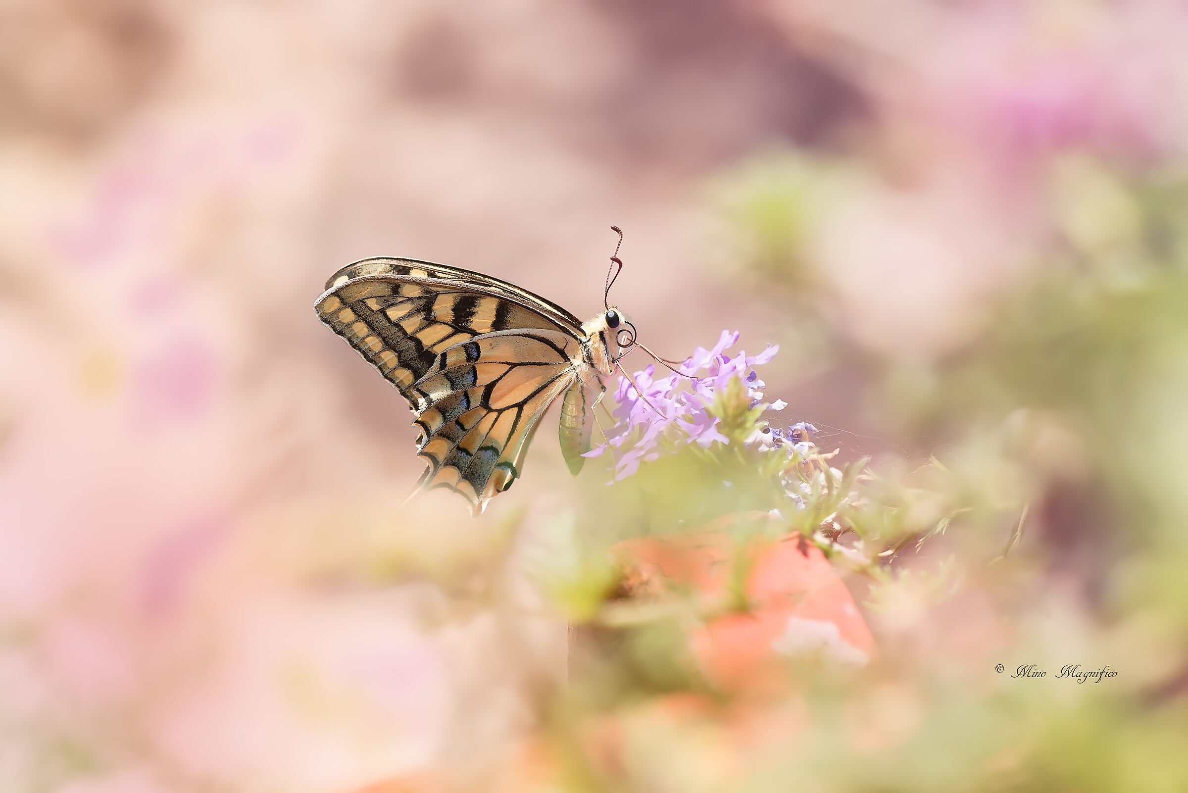 Papilio Machaon