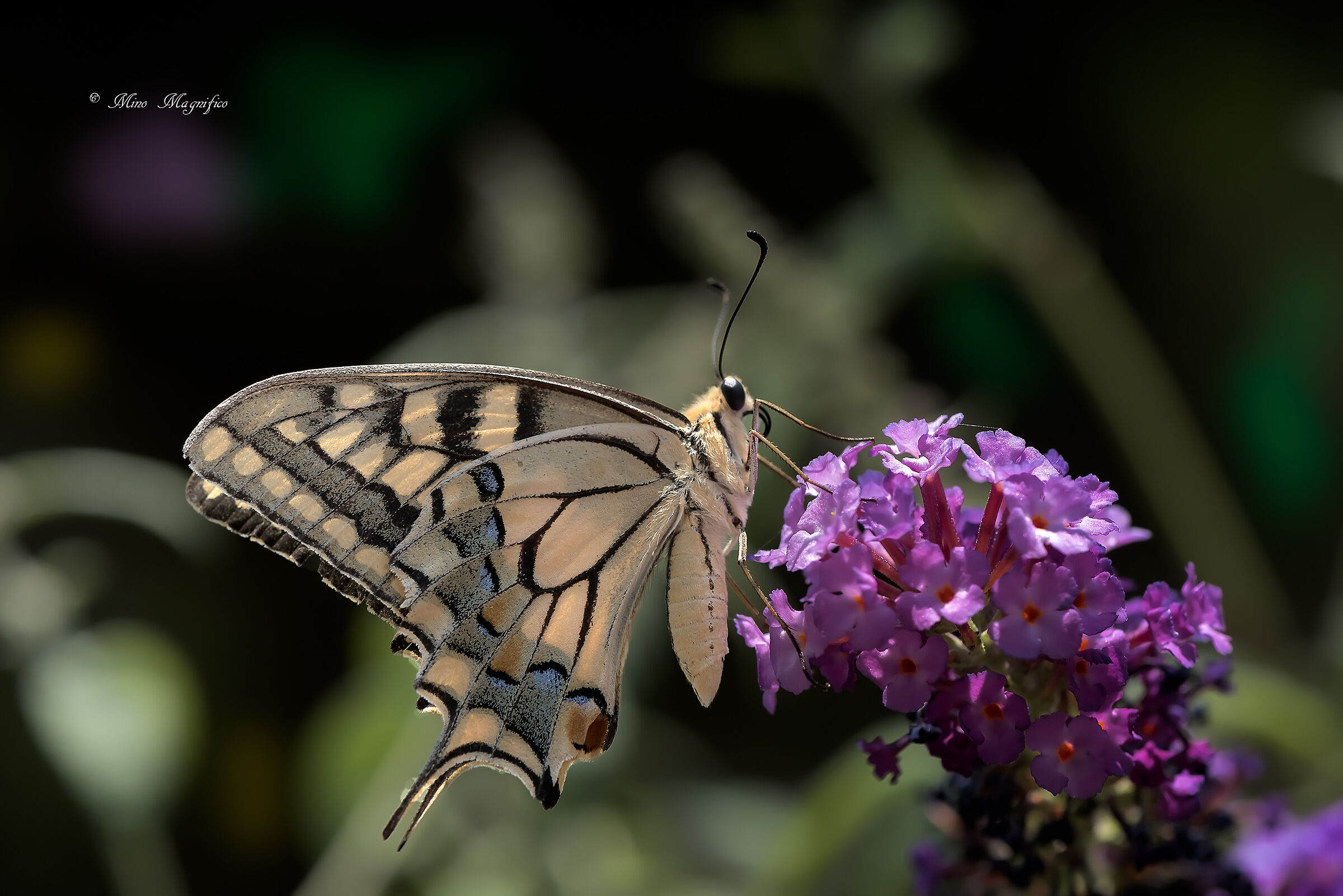 Papilio Machaon 2