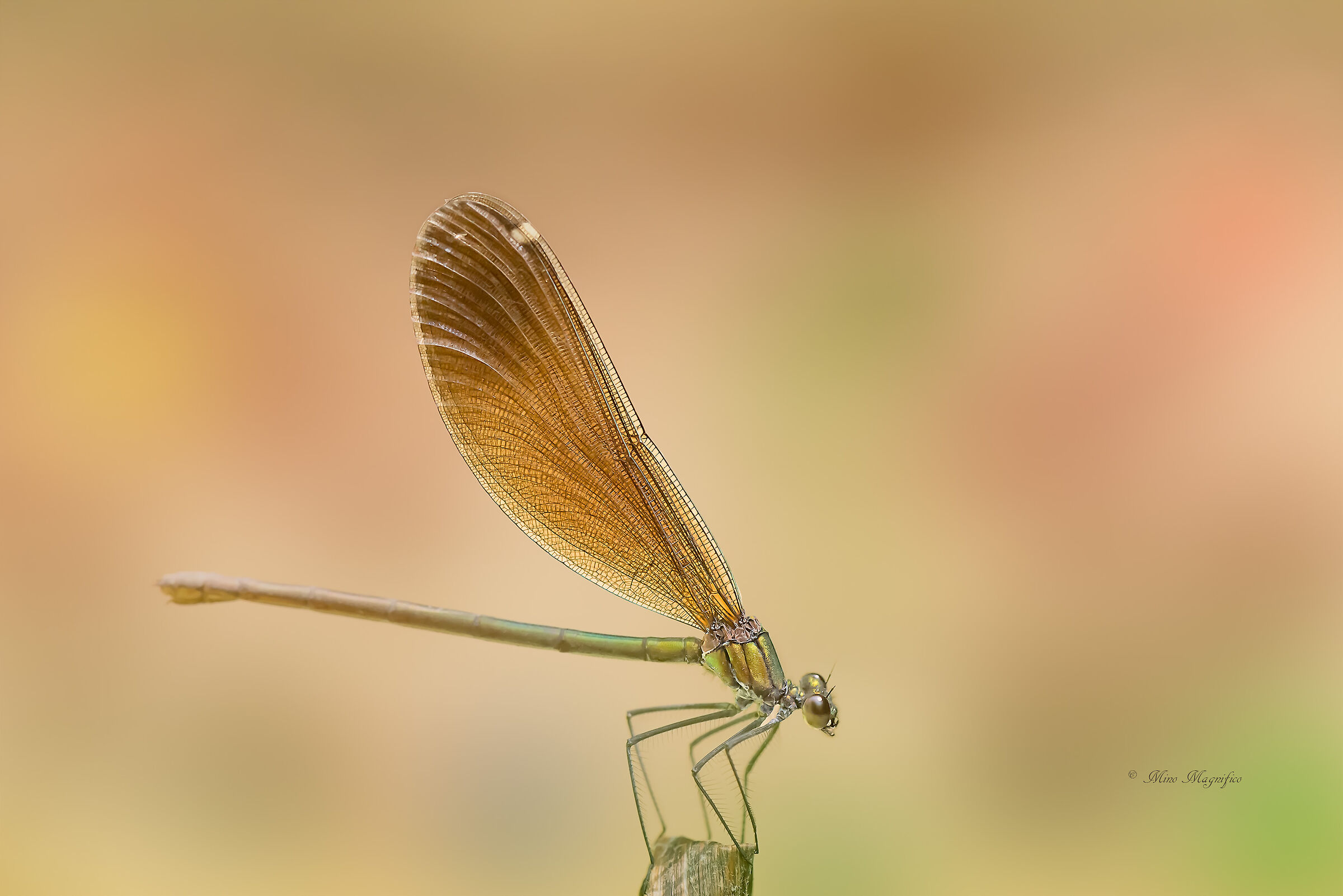 Una Damigella