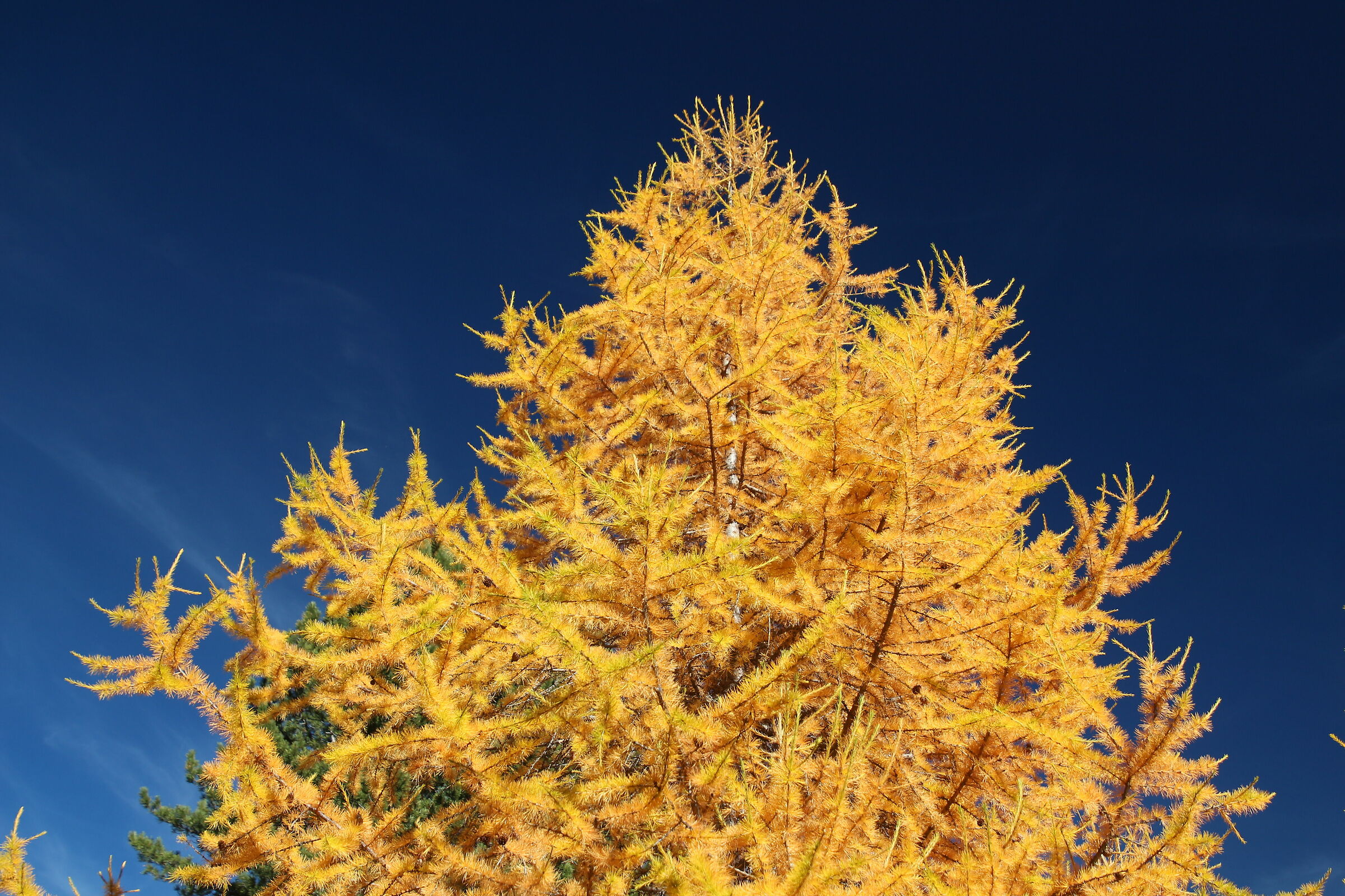 Contasto of colors in the Valley of Morteratsch