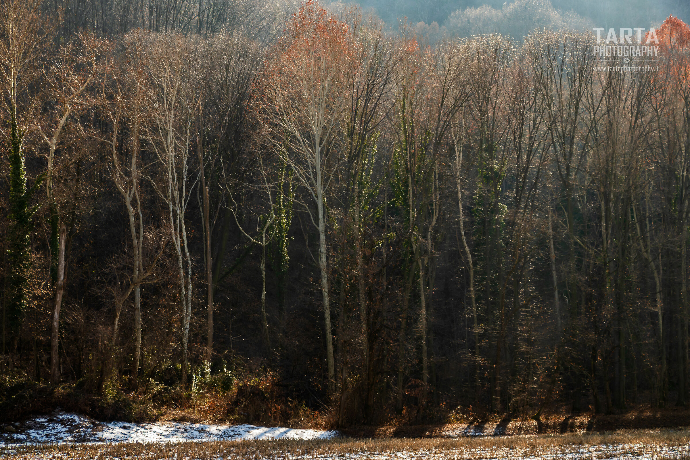 The forest is reborn