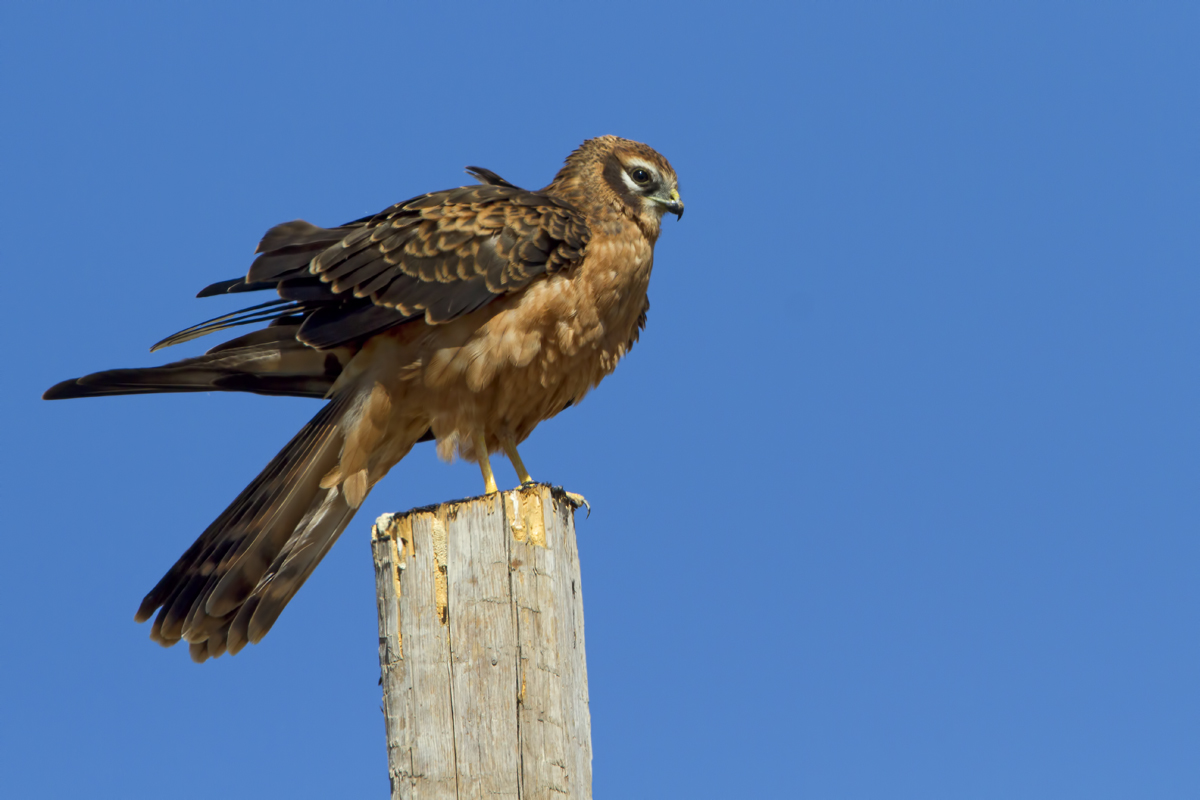 Juv. harrier