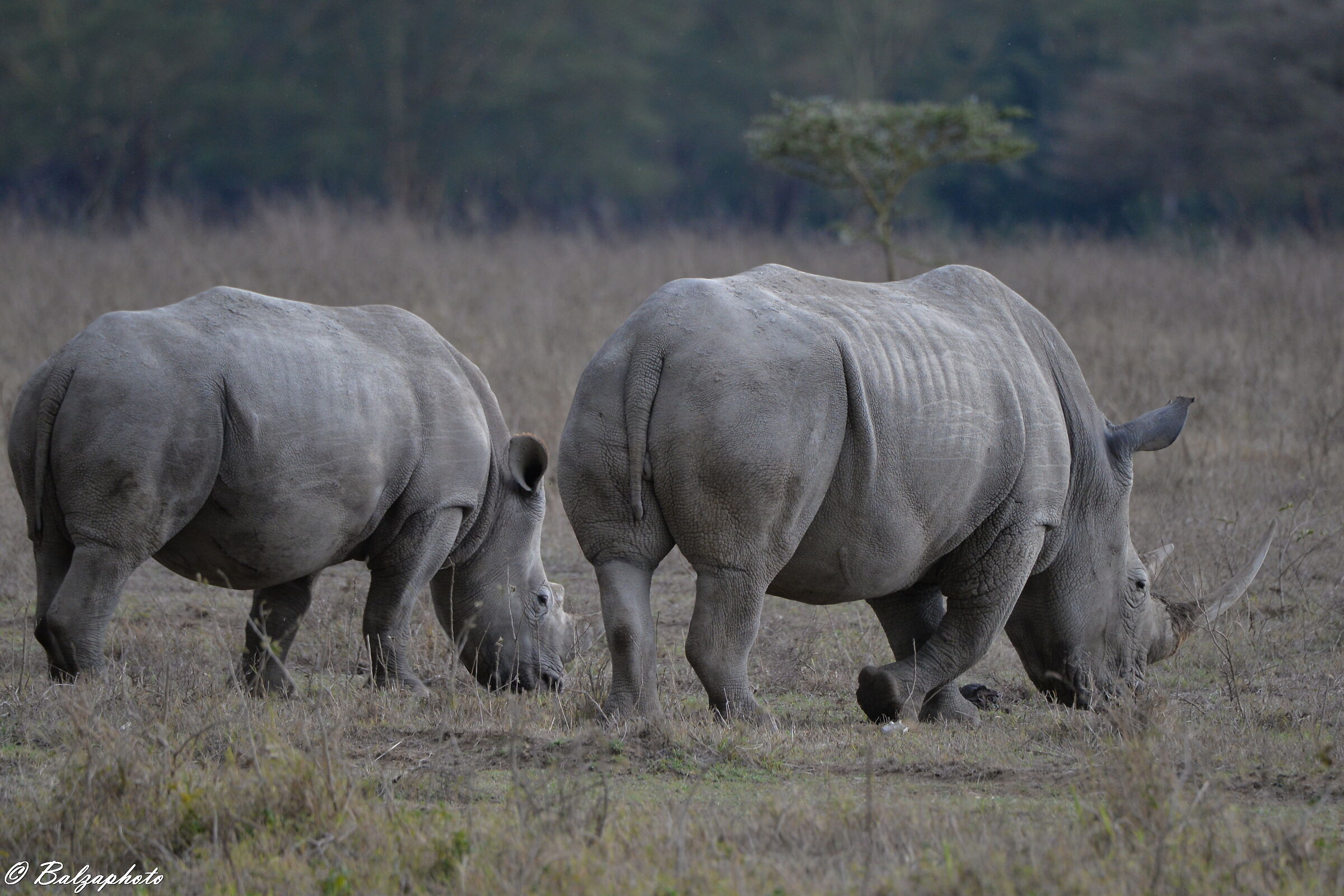 Lake Nakuru situato nella Rift Valley- Rinoceronte