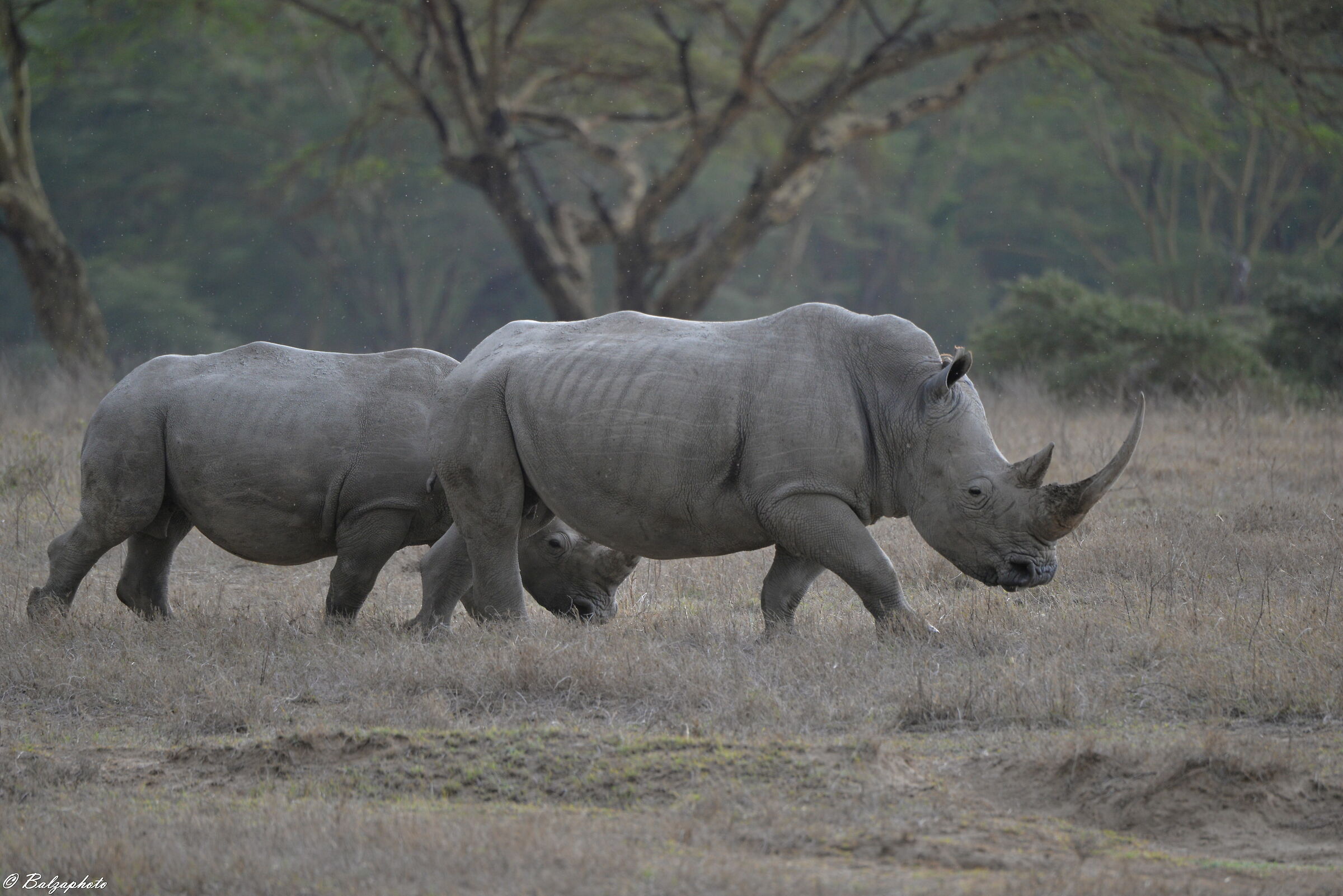 Lake Nakuru situato nella Rift Valley- Rinoceronte
