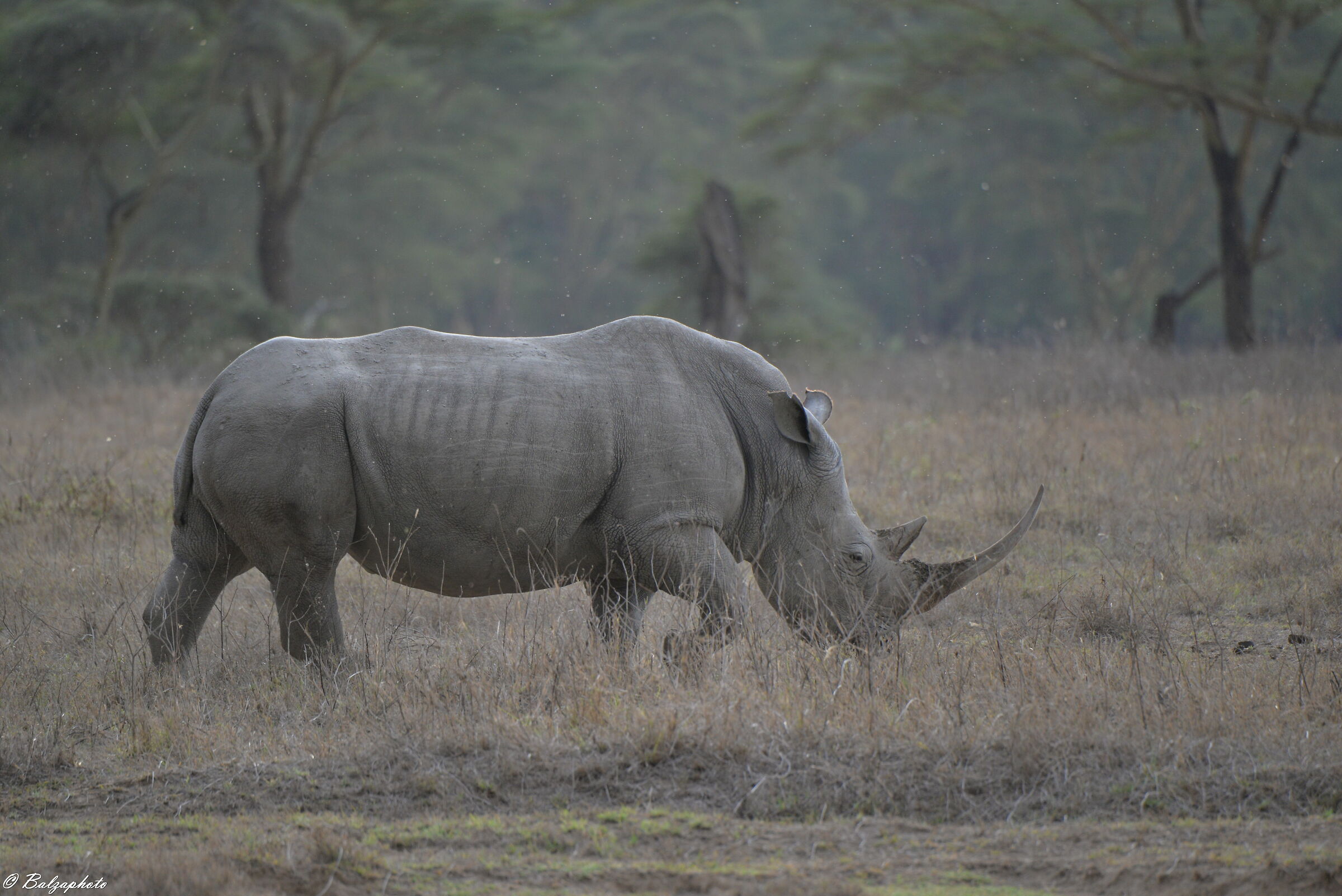 Lake Nakuru situato nella Rift Valley- Rinoceronte