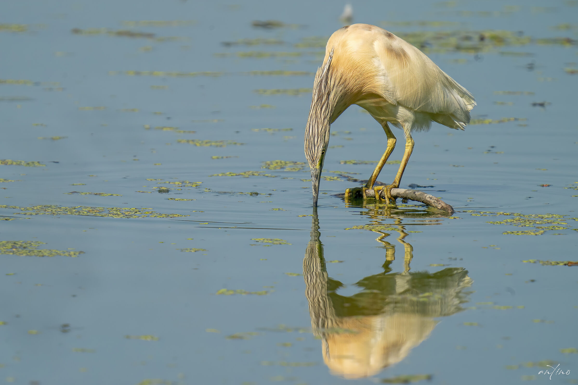 Due sgarze ciuffetto