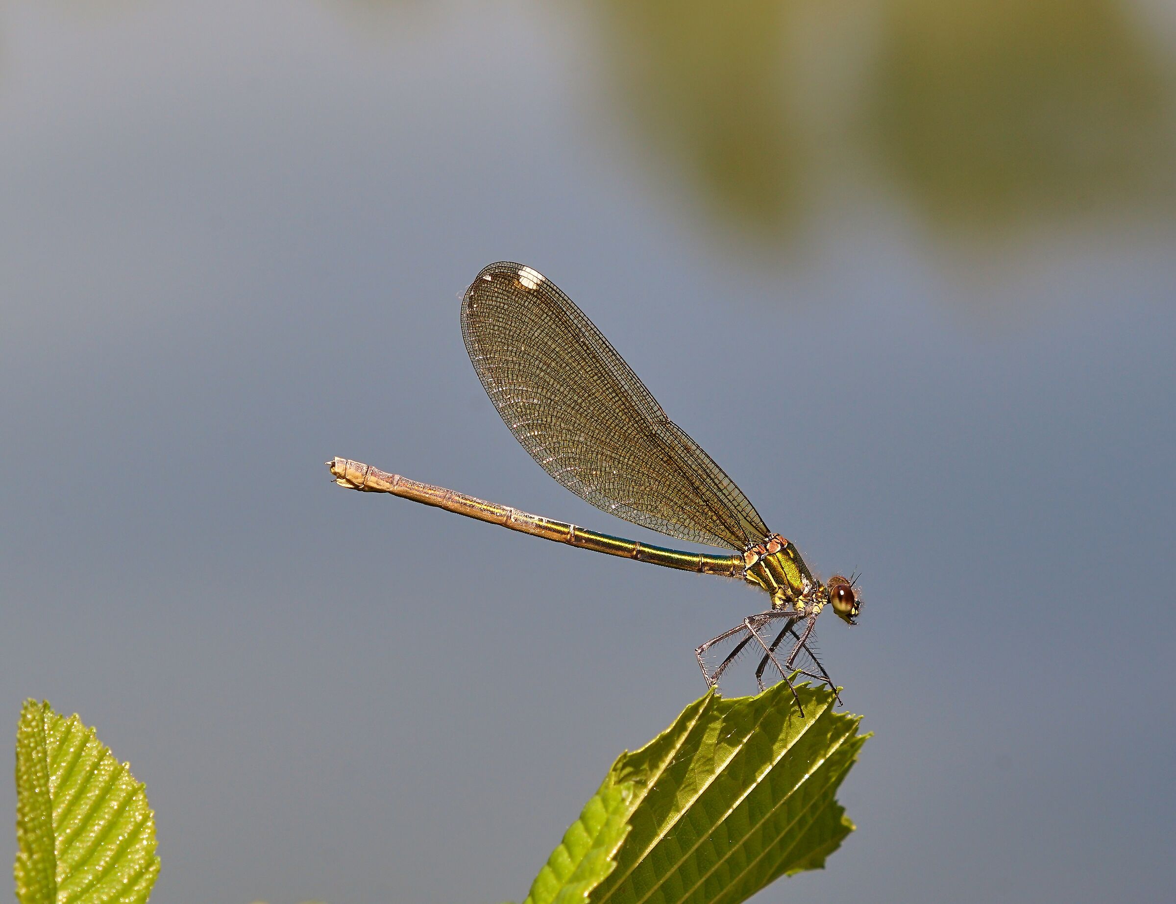 Passeggiando lungo il fiume
