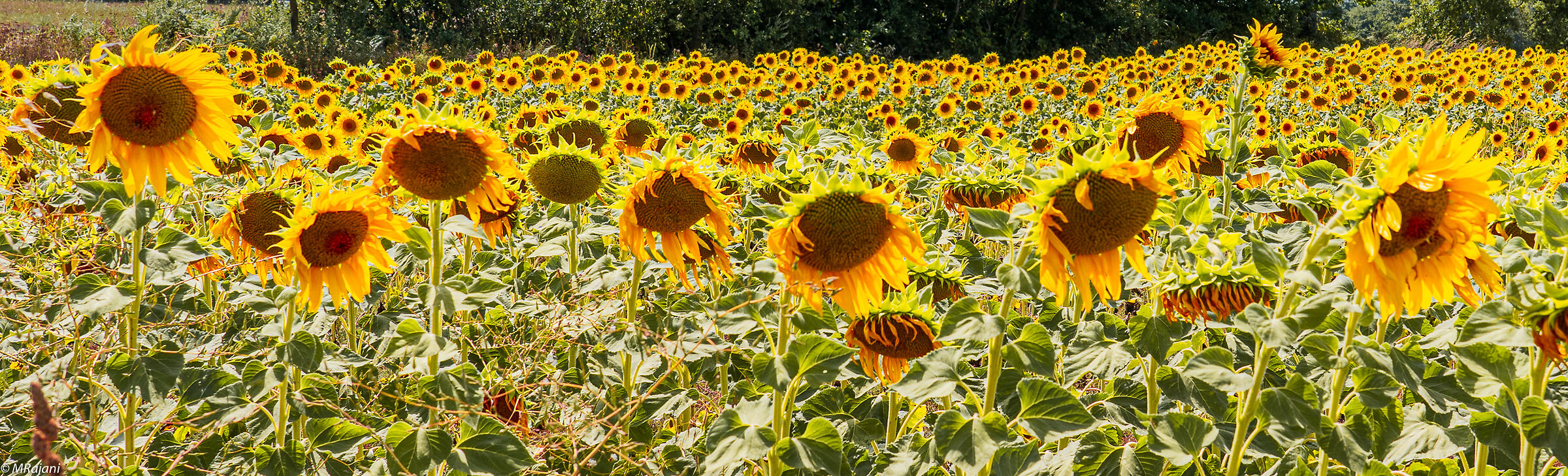 Sunflowers