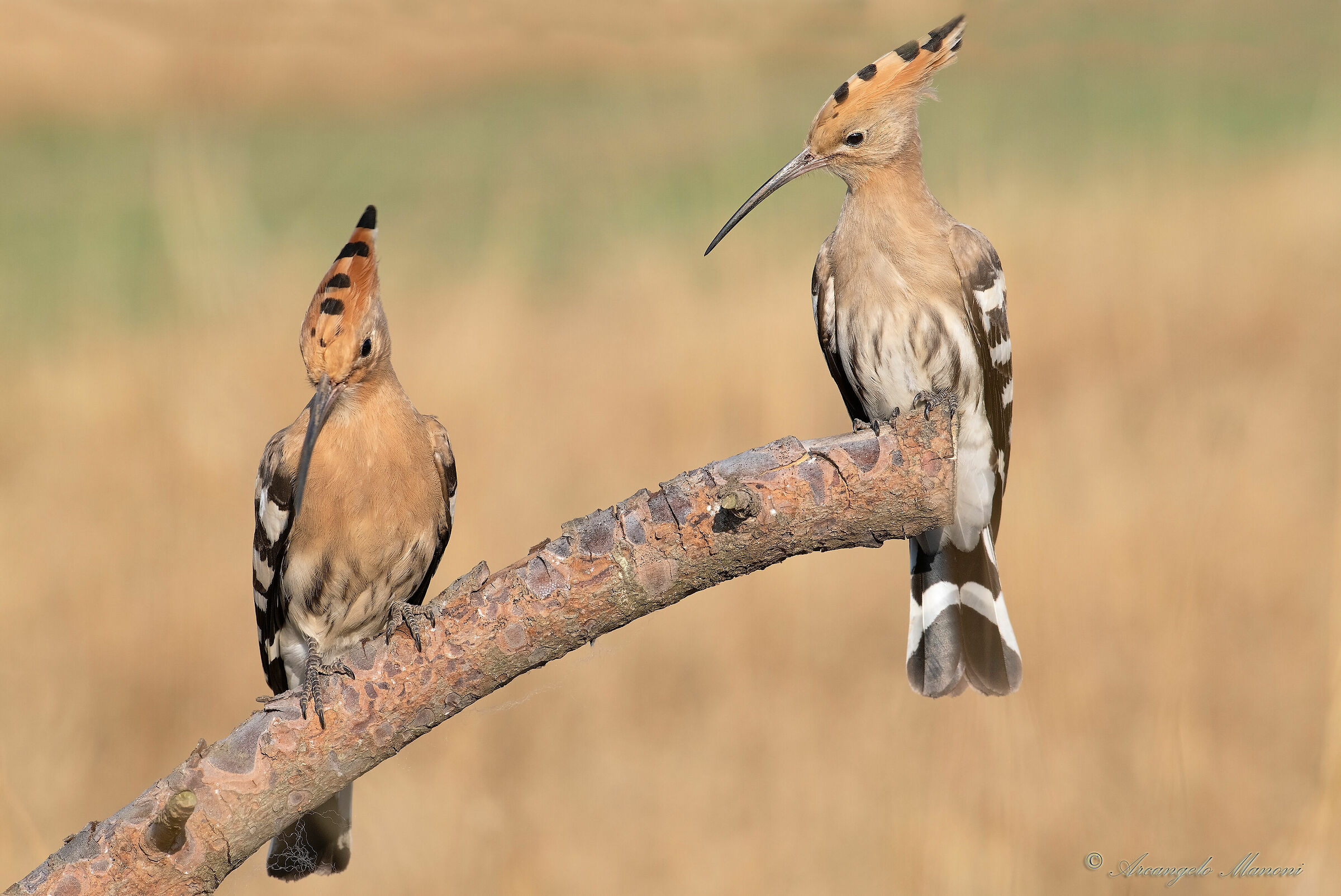 The most beautiful couple in the world