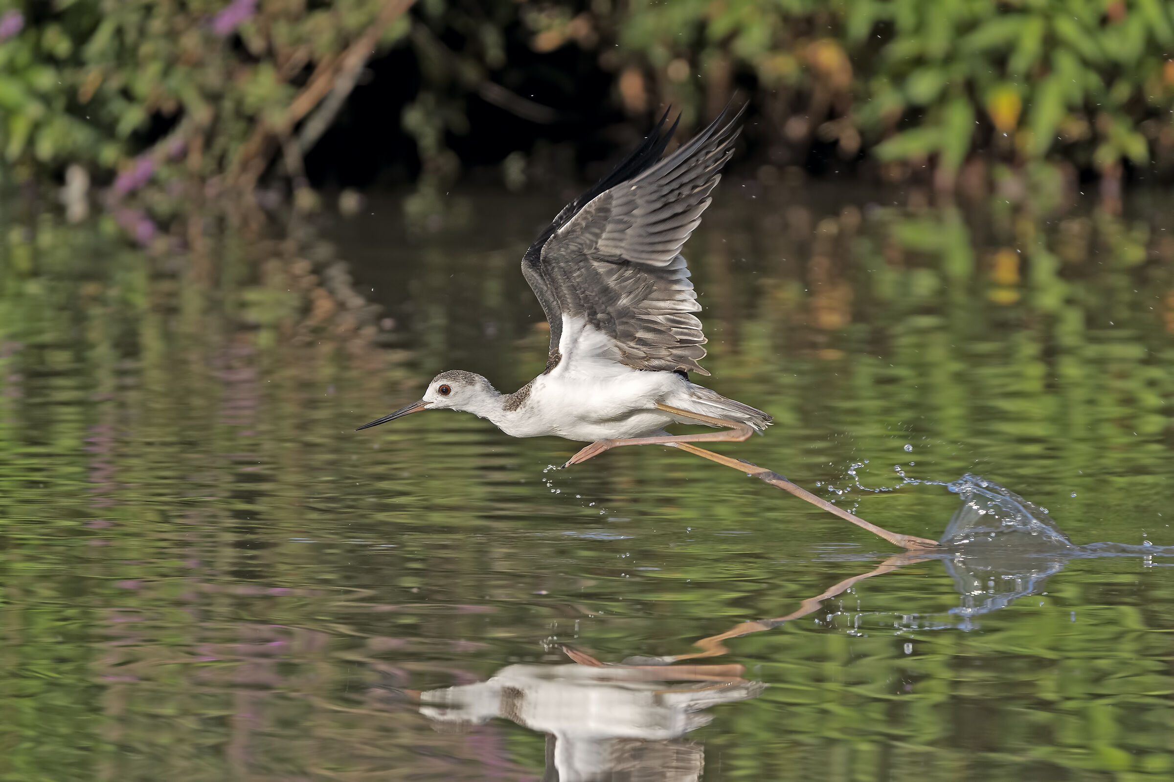 Cavalierino da corsa