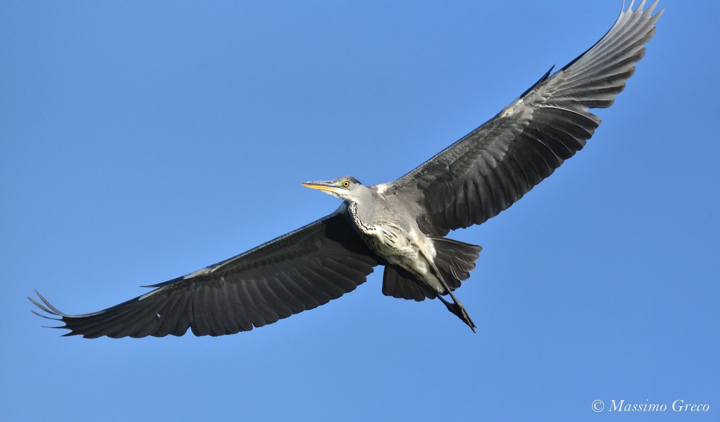 Ash heron