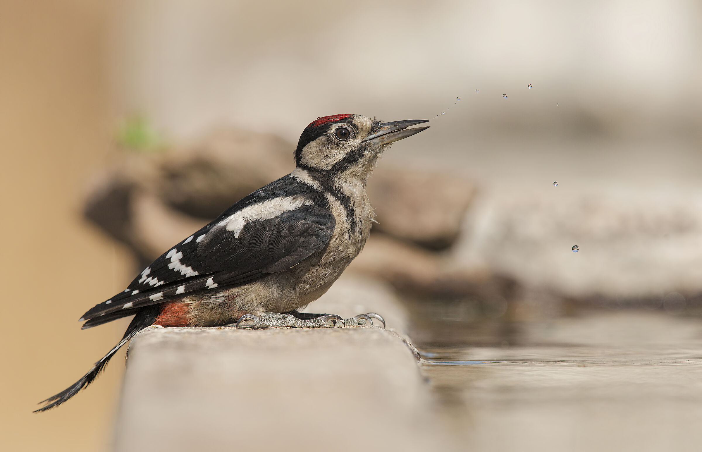 major red woodpecker