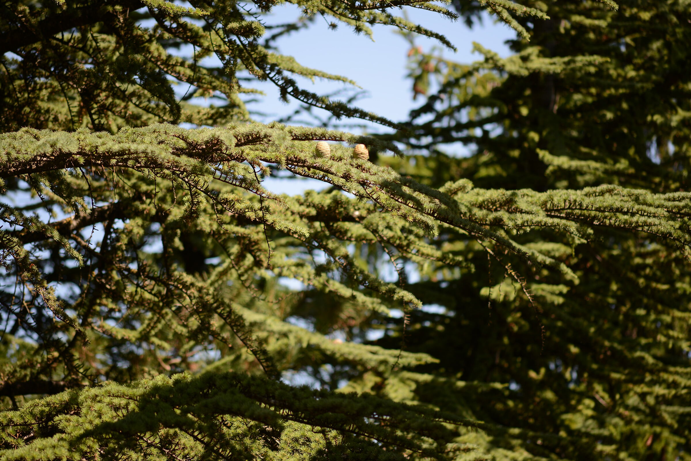 Cedar Himalayan