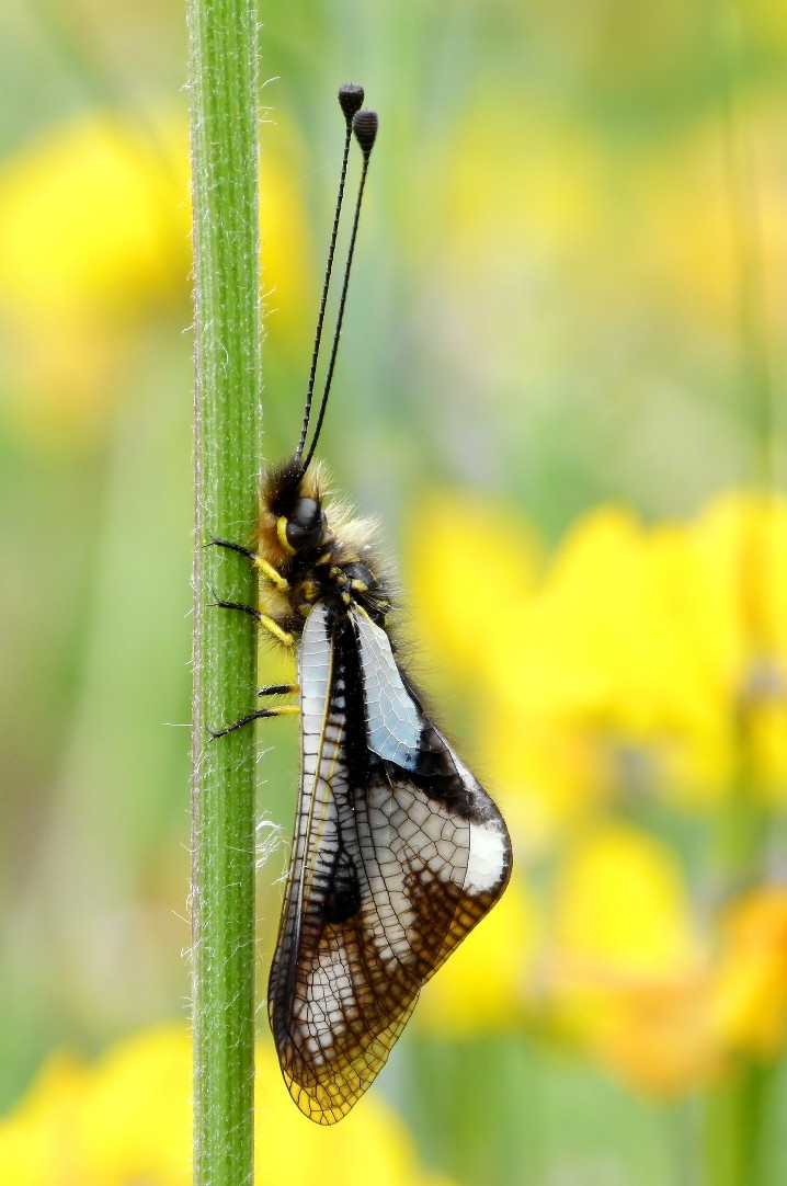Libelloides coccajus.