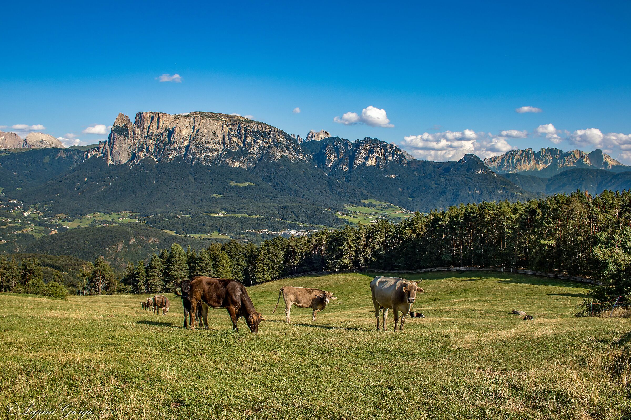 Dolomite pastures