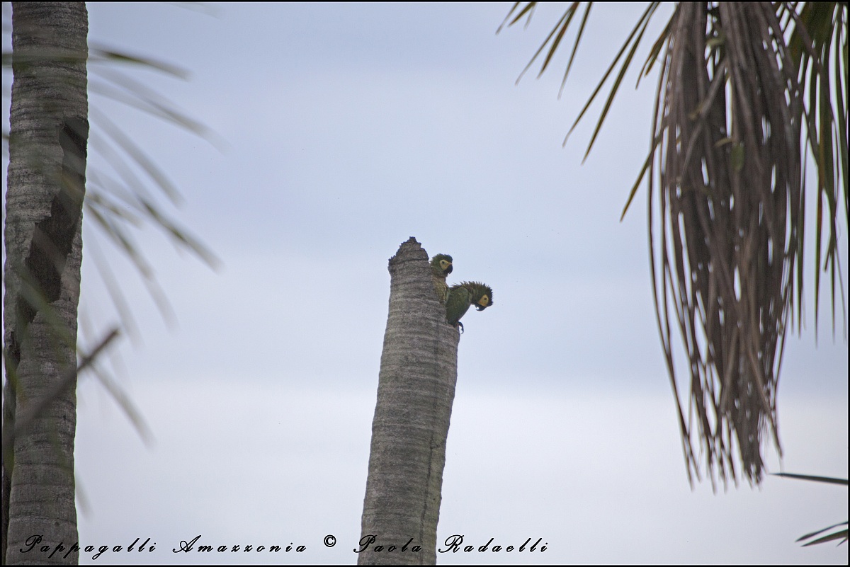 Pappagalli