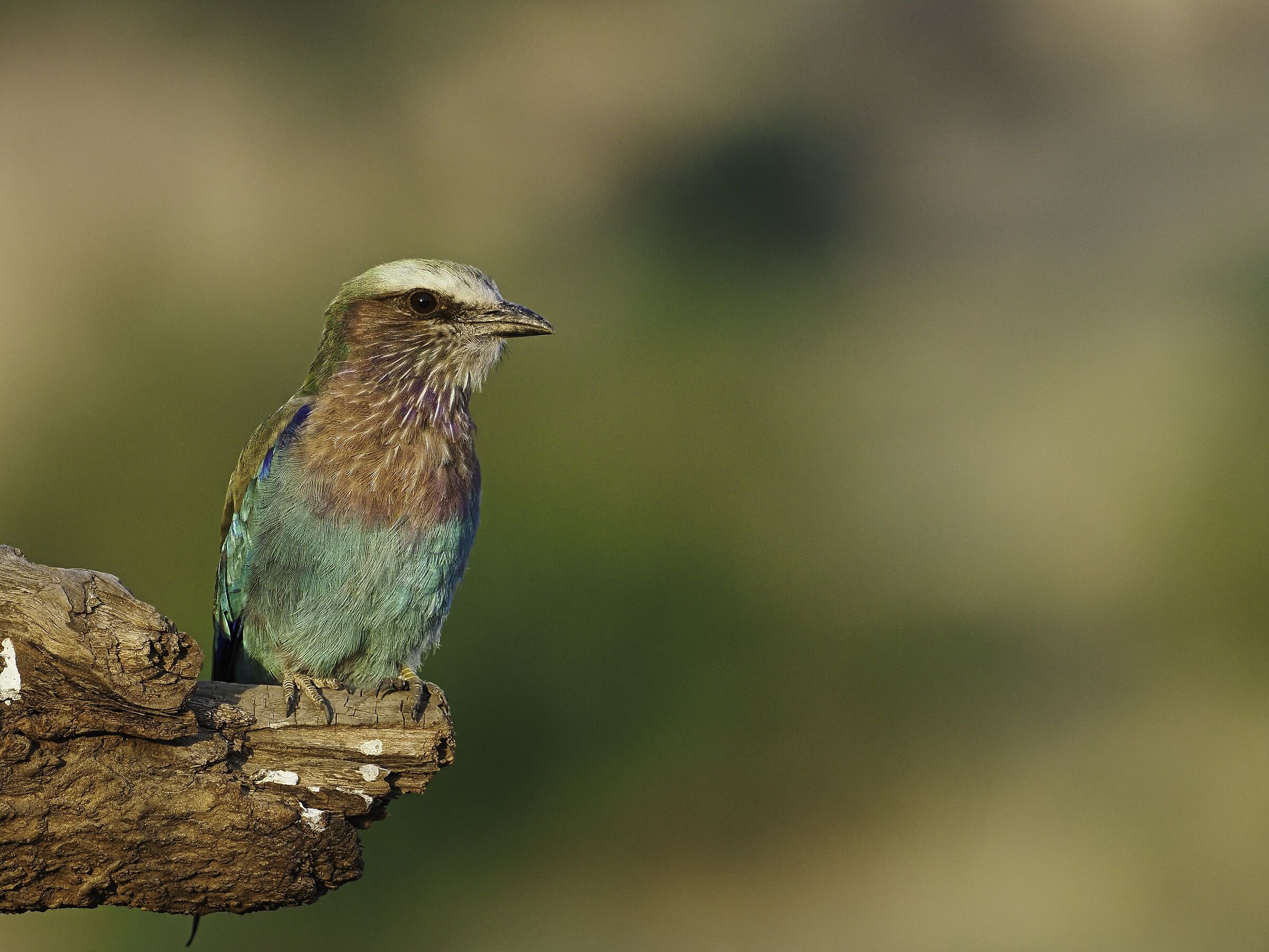 Ghiandaia Petto lilla