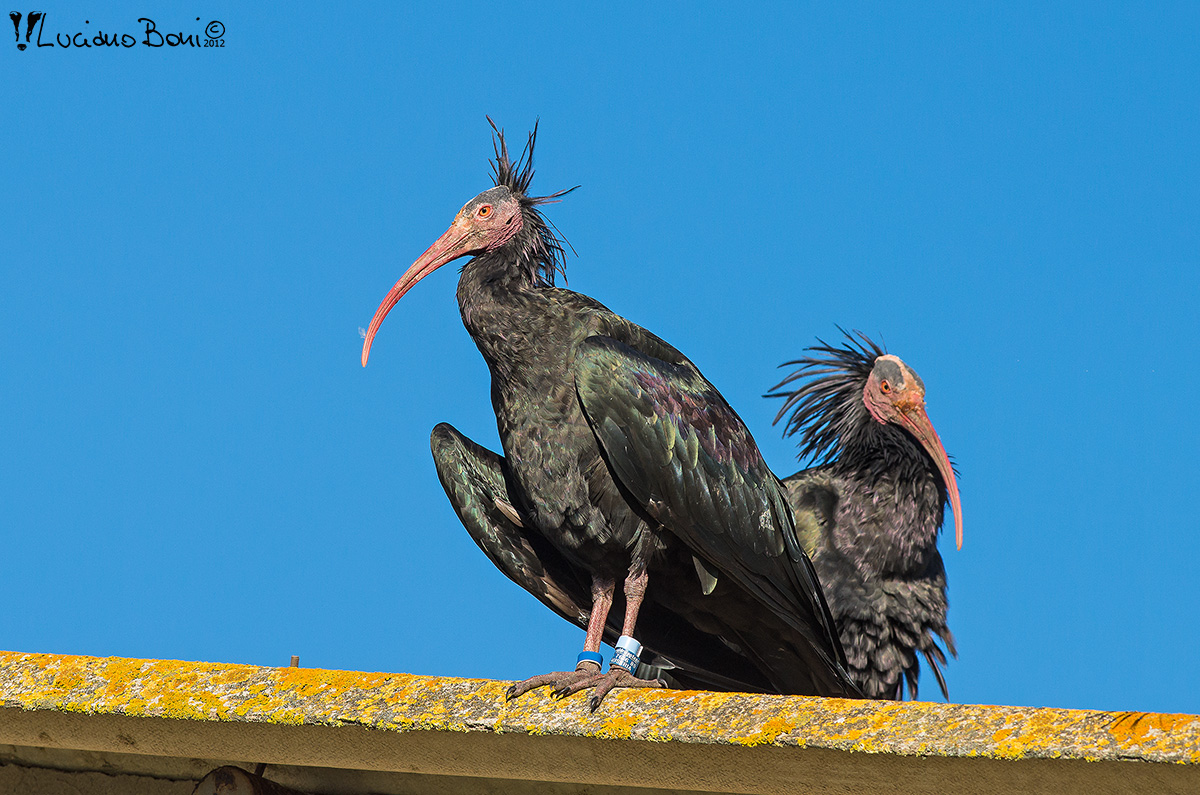 Hermit Ibis (Geronticus hermit)