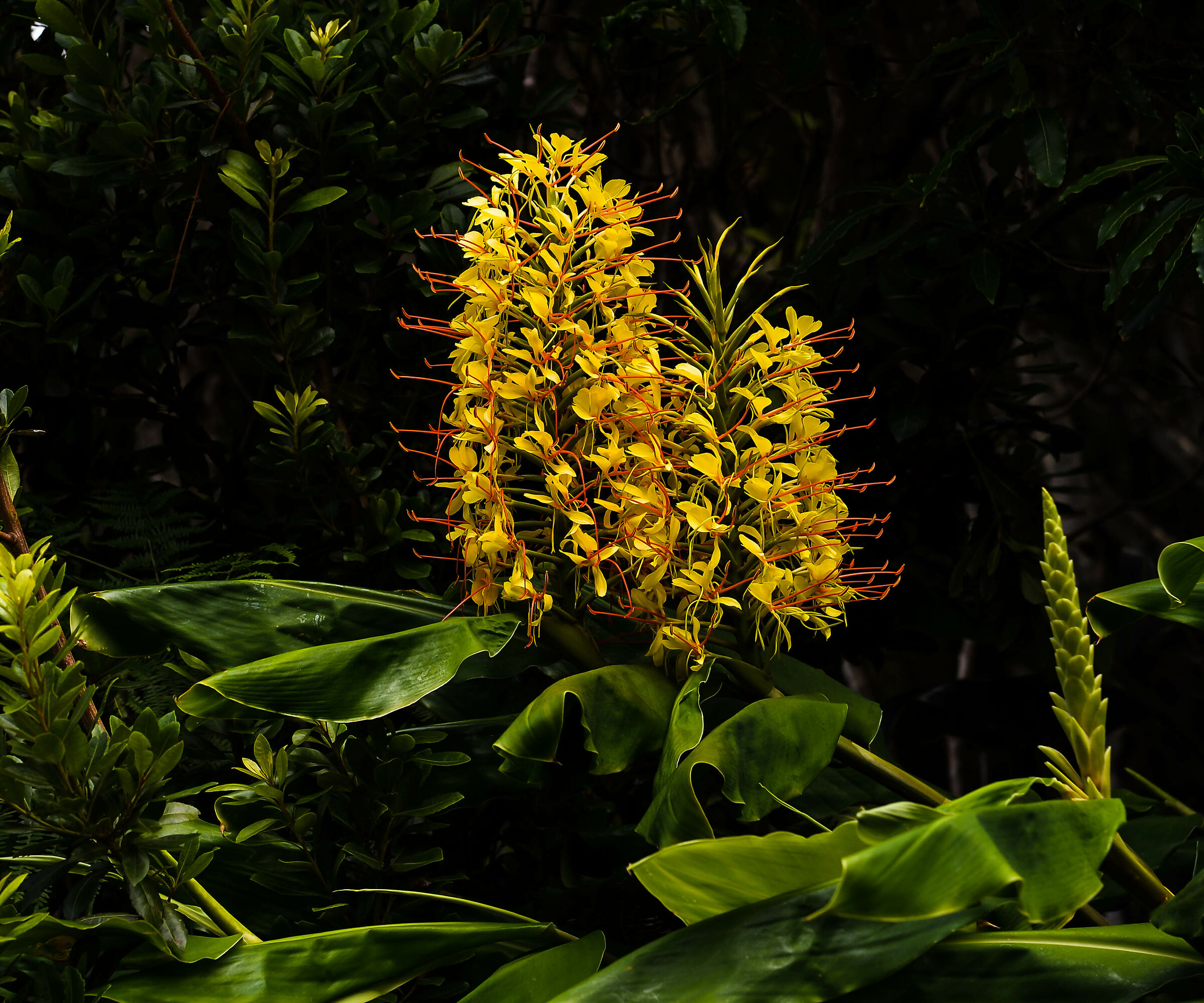 Ginger Lilli    Acores