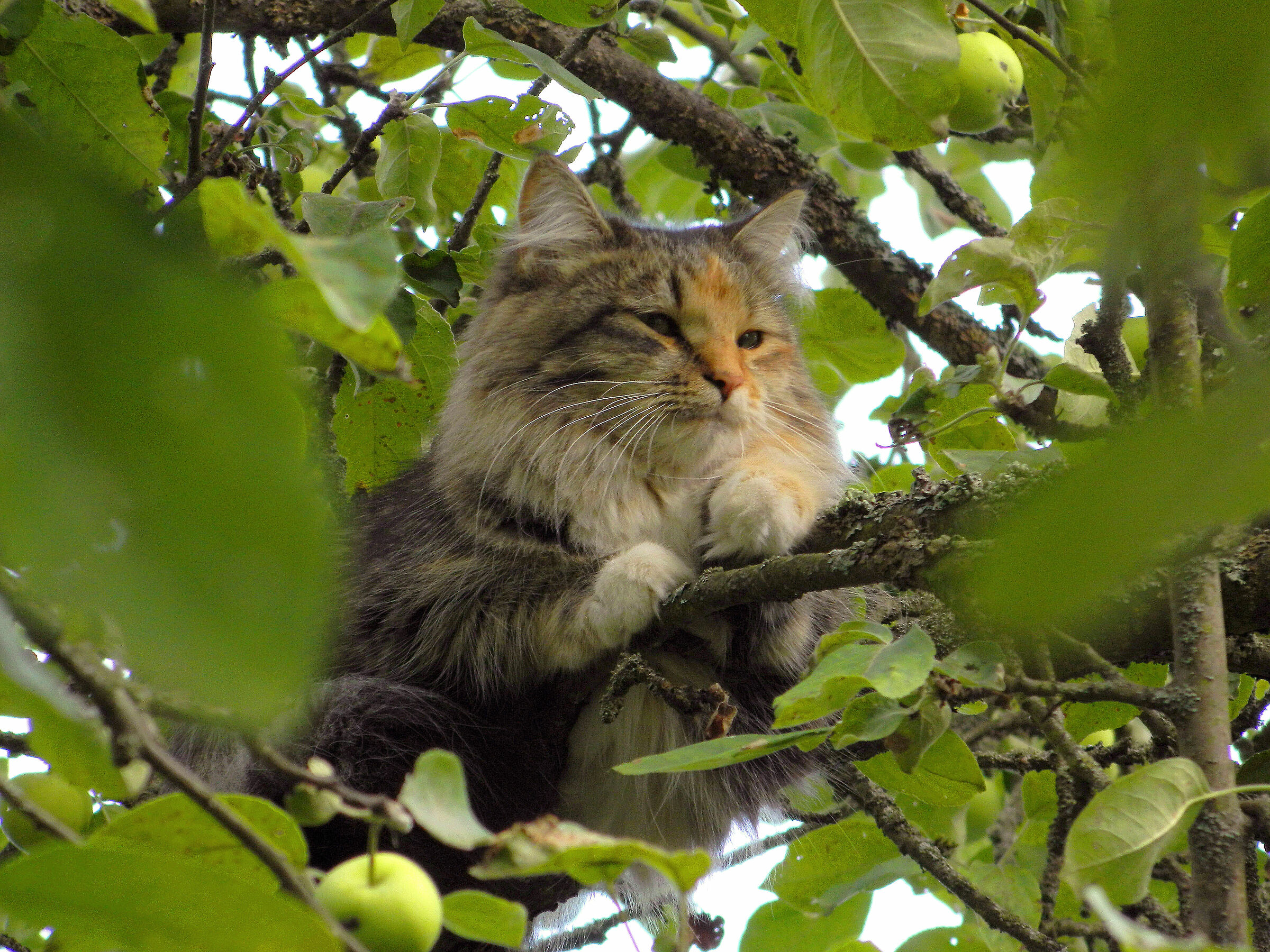 Gatto sul melo
