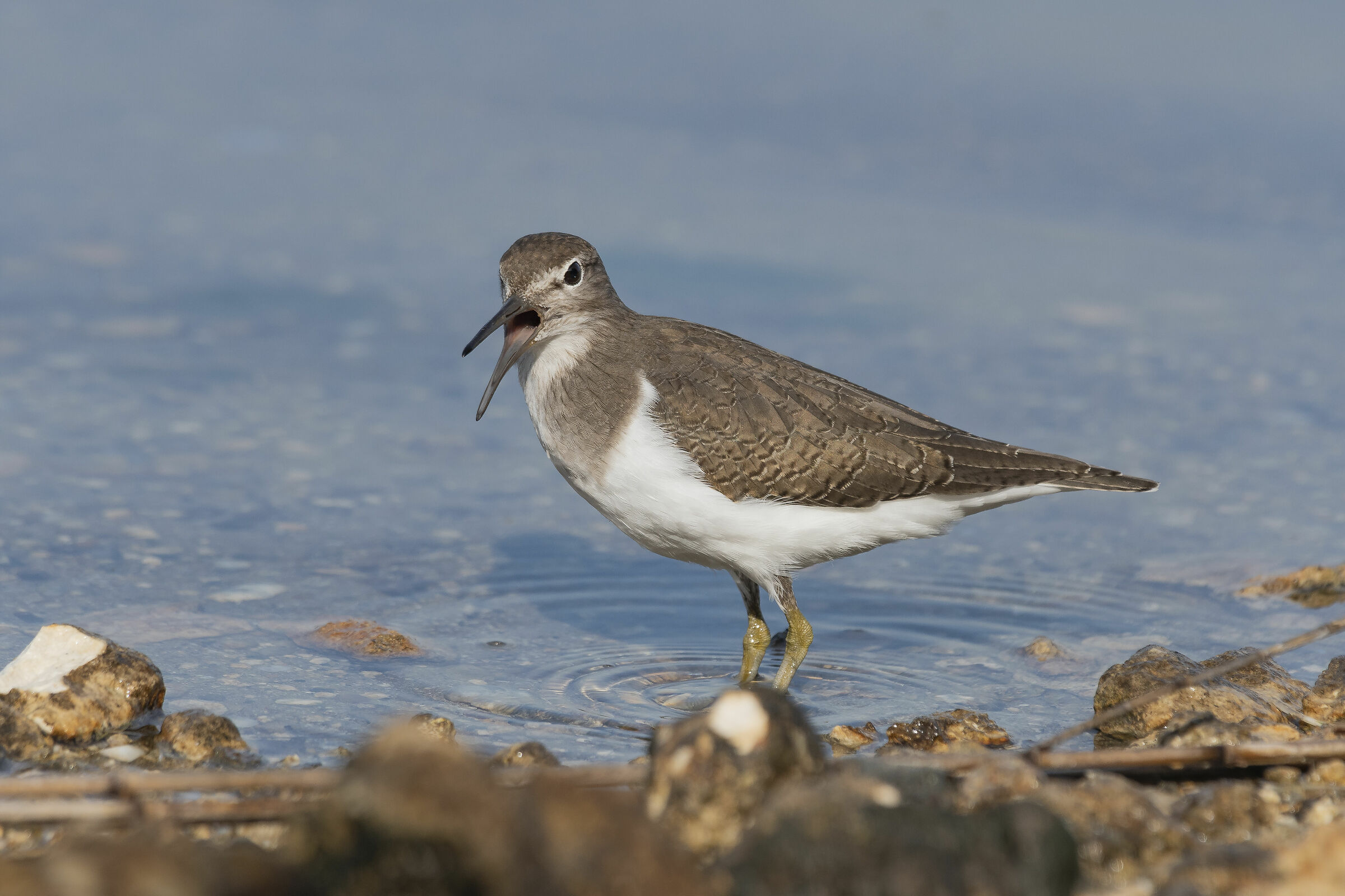 Small Pyro (Actitis hypoleucos)