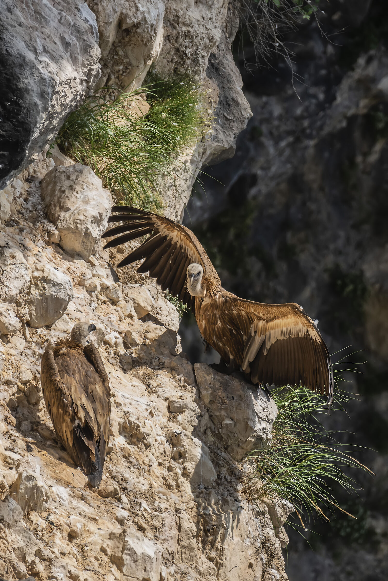 Warming Griffins
