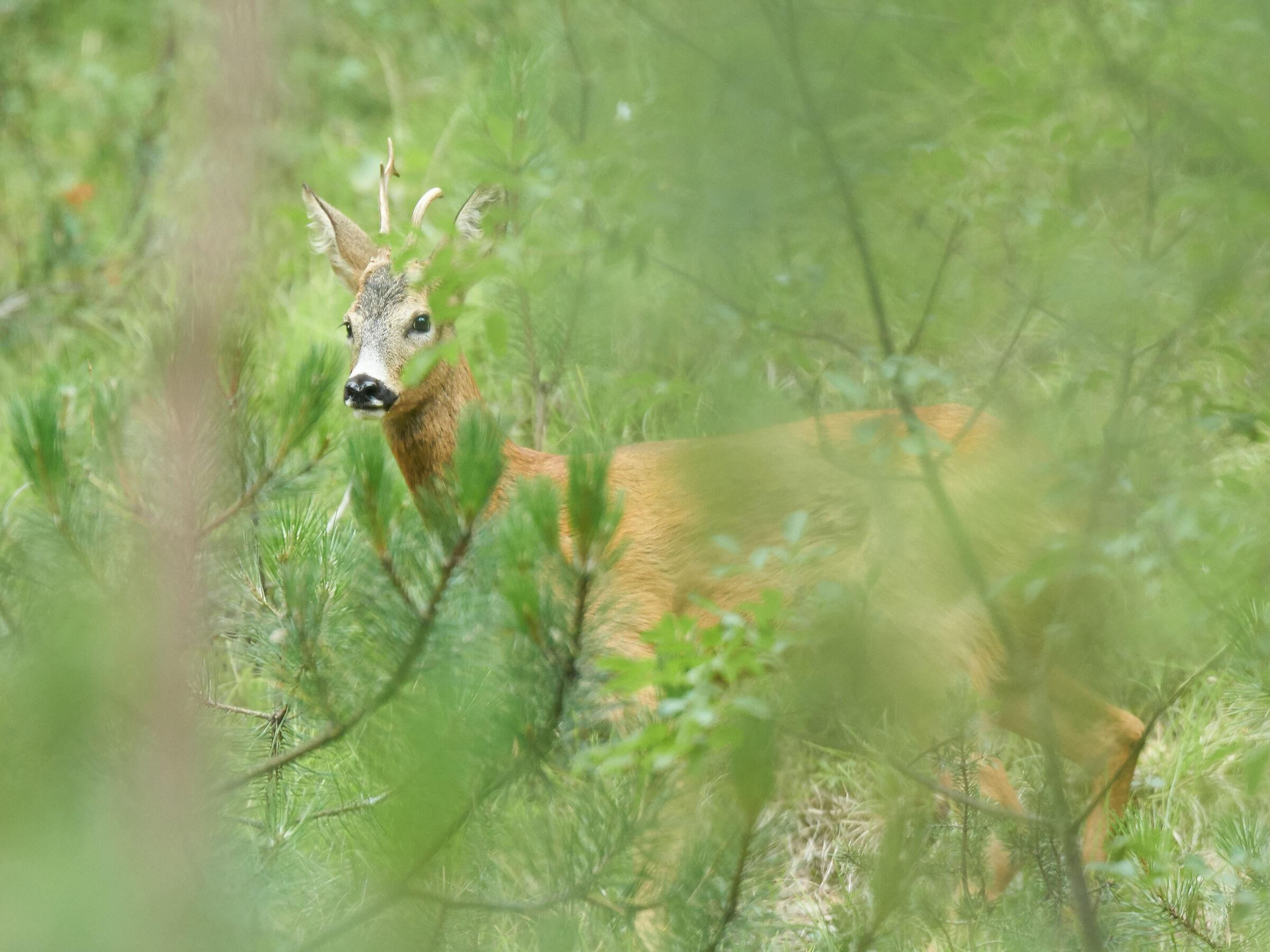 capriolo alla ricerca