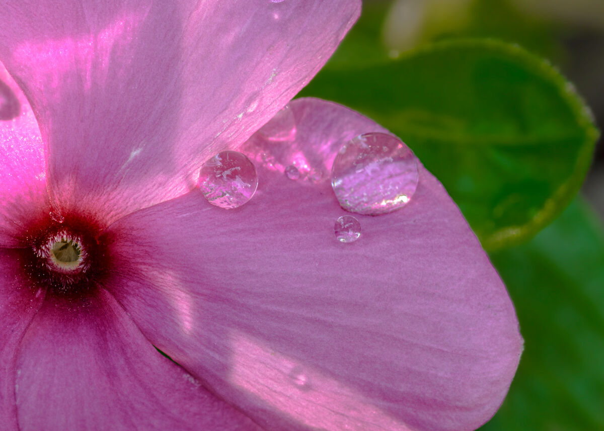 Pervinca (major wins)