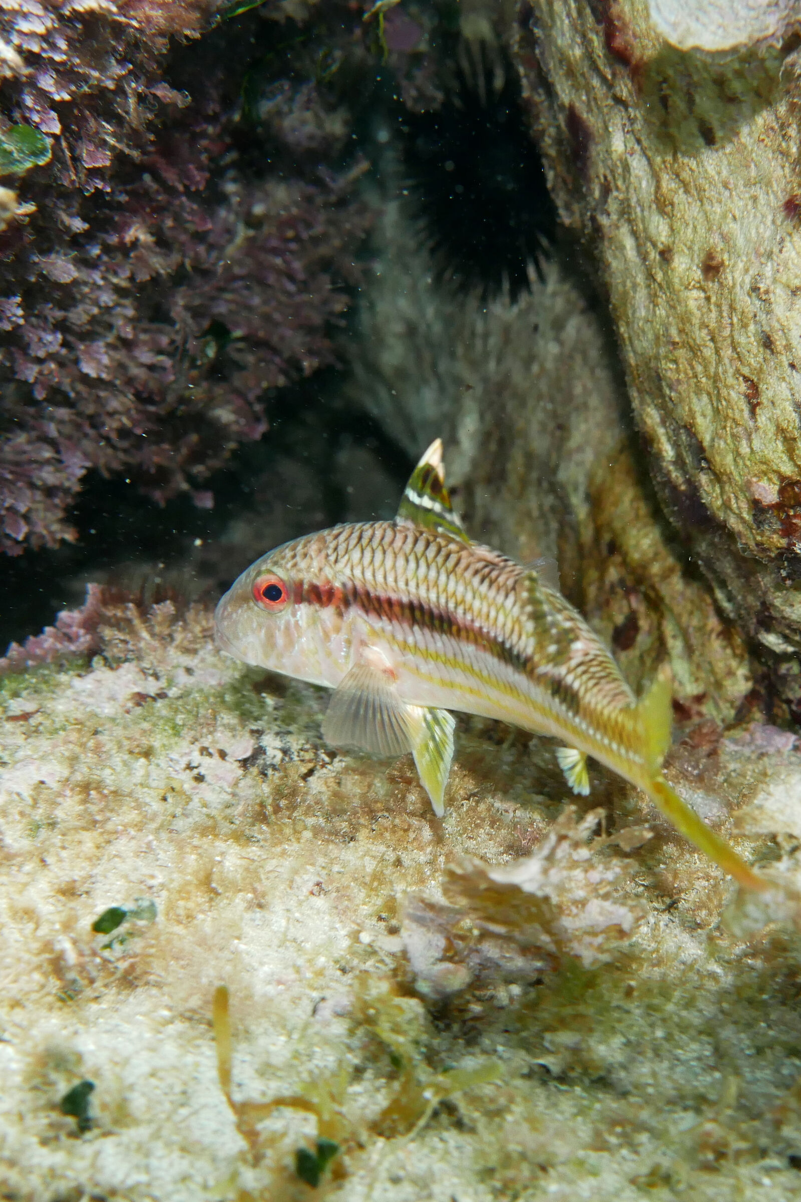 La mia amica triglia