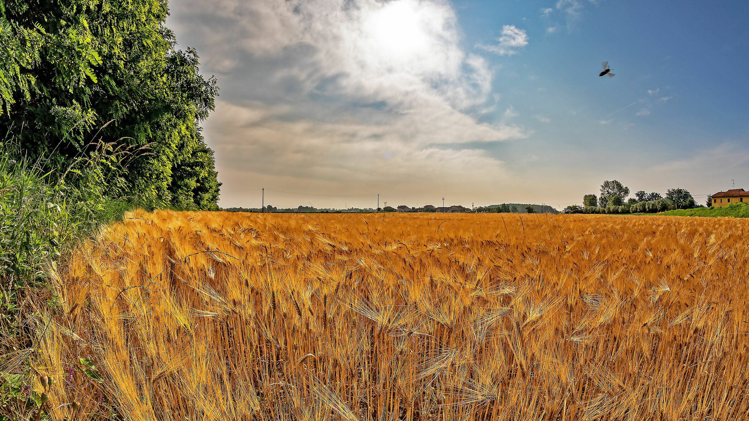 vola vola l'ape maia