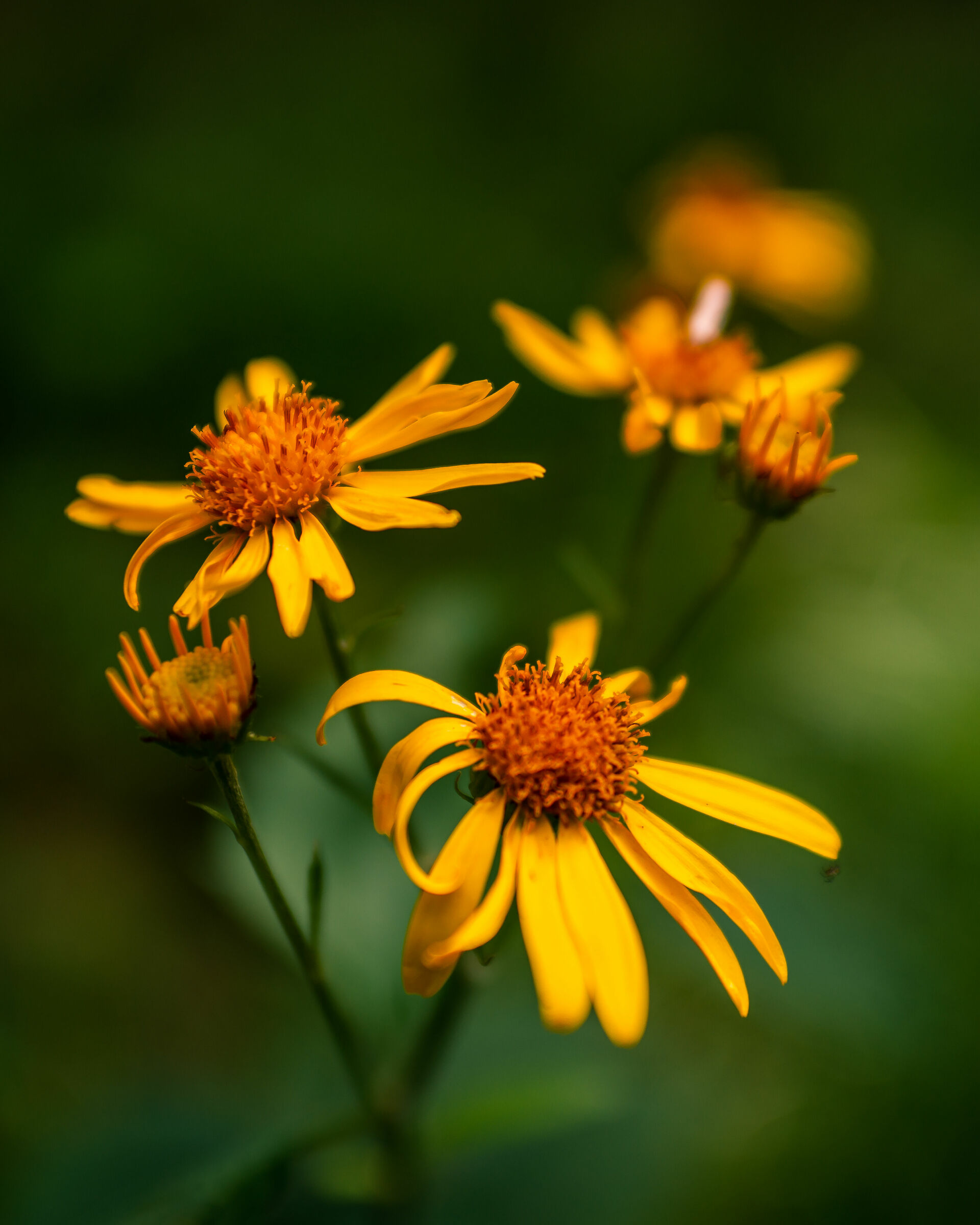 Arnica Montana