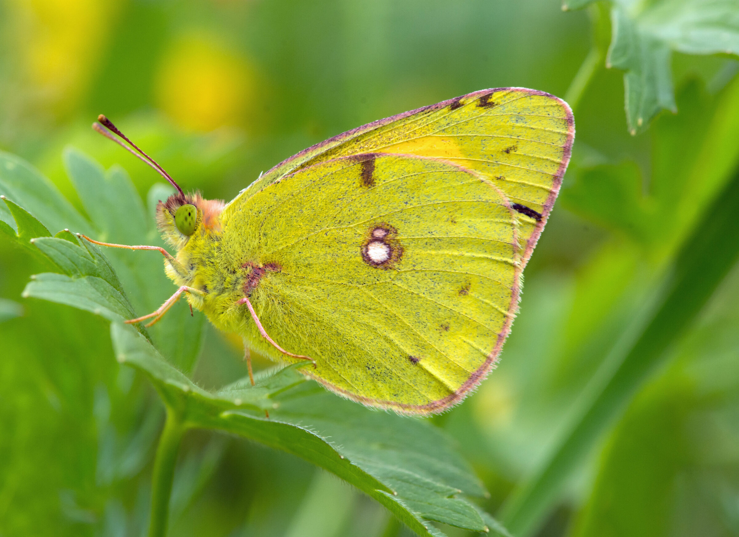 Colias crocea