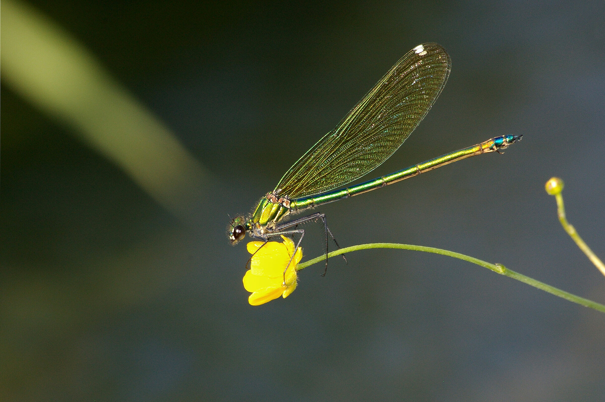 Libellula n°7